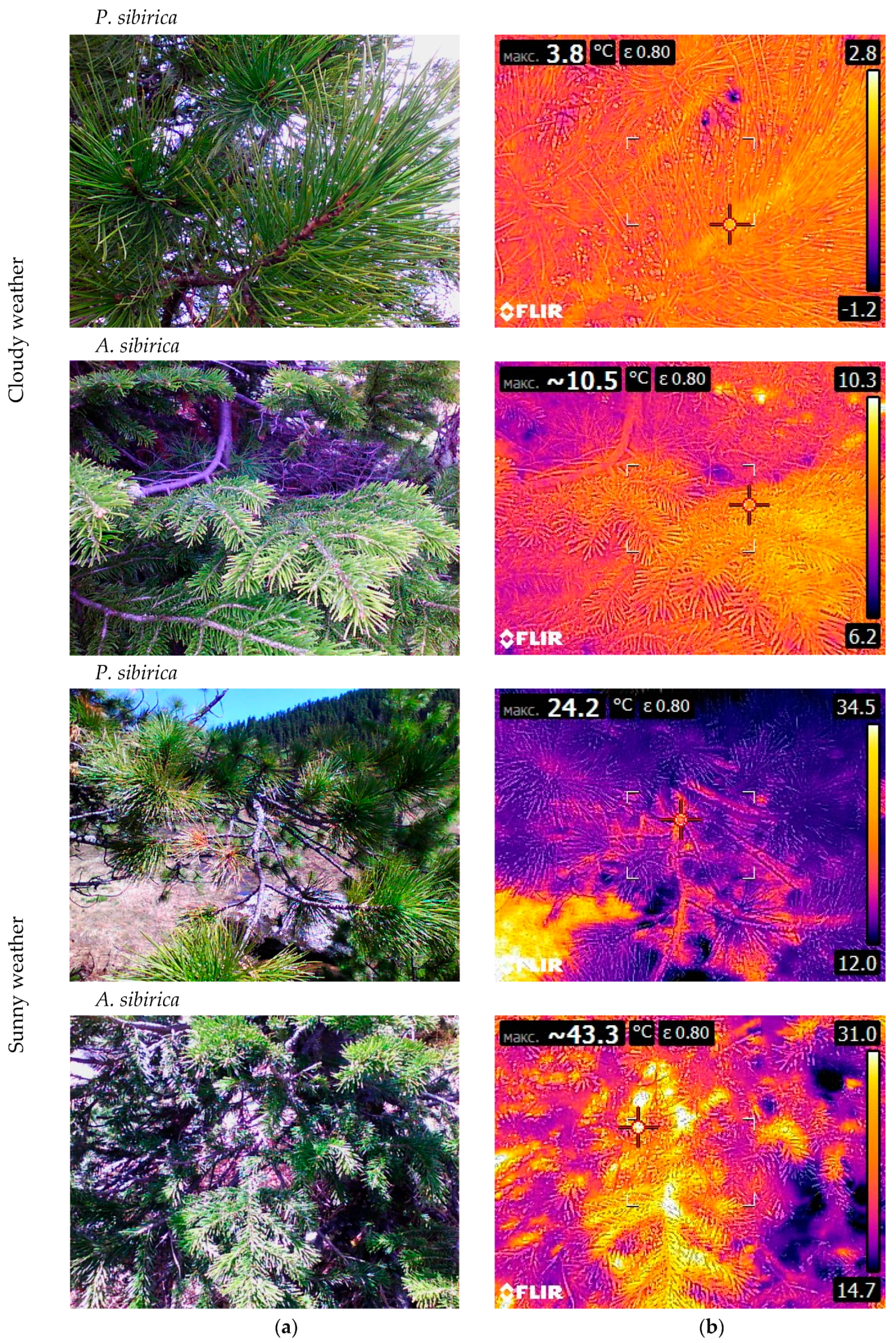Forests 11 00063 g007
