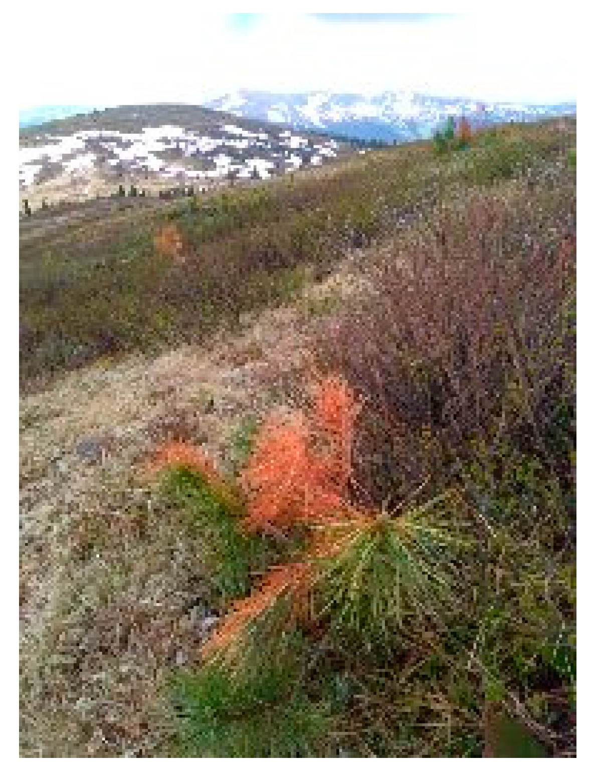 Forests 11 00063 g008