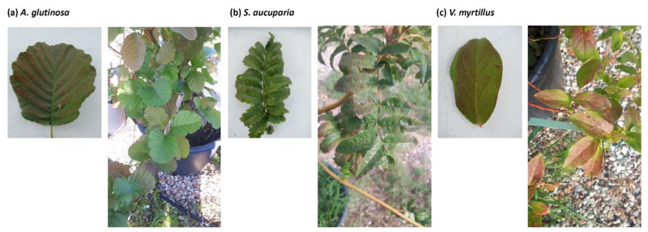 Forests 11 00082 g002 Forests 11 00082 g002