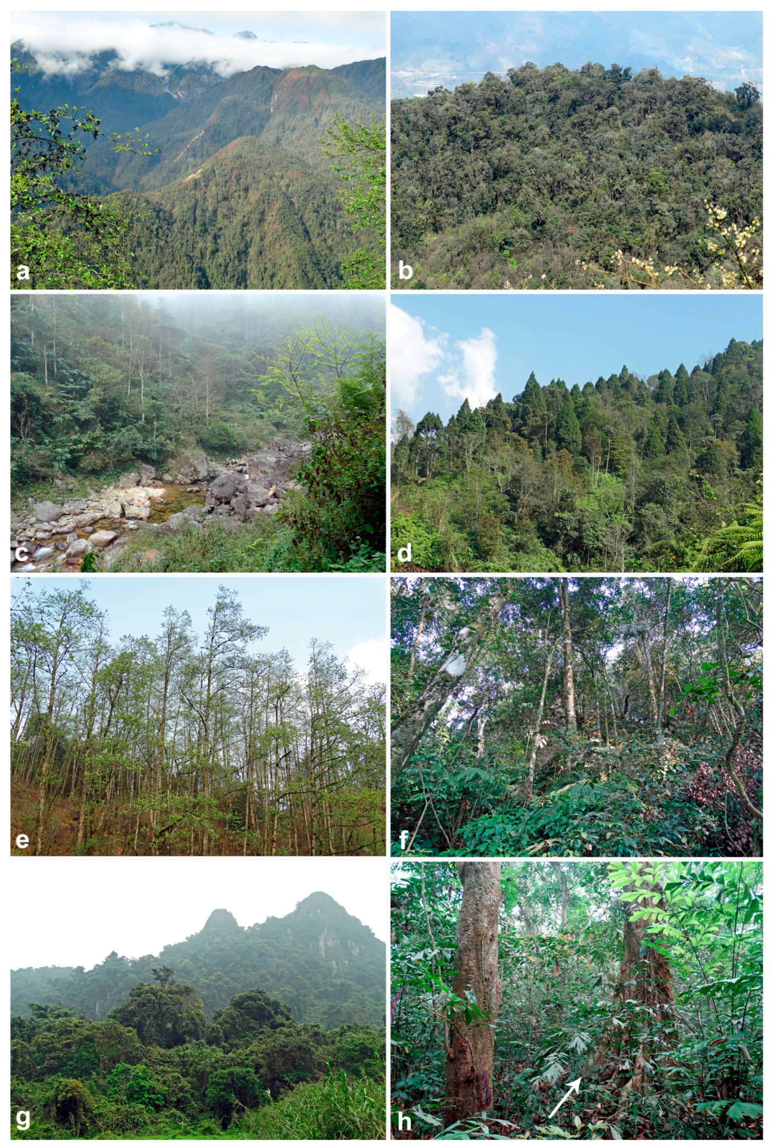 Forests 11 00093 g002 Forests 11 00093 g002