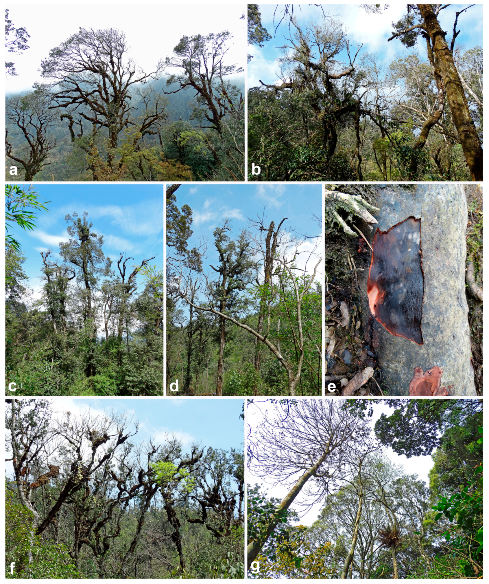Forests 11 00093 g003 Forests 11 00093 g003