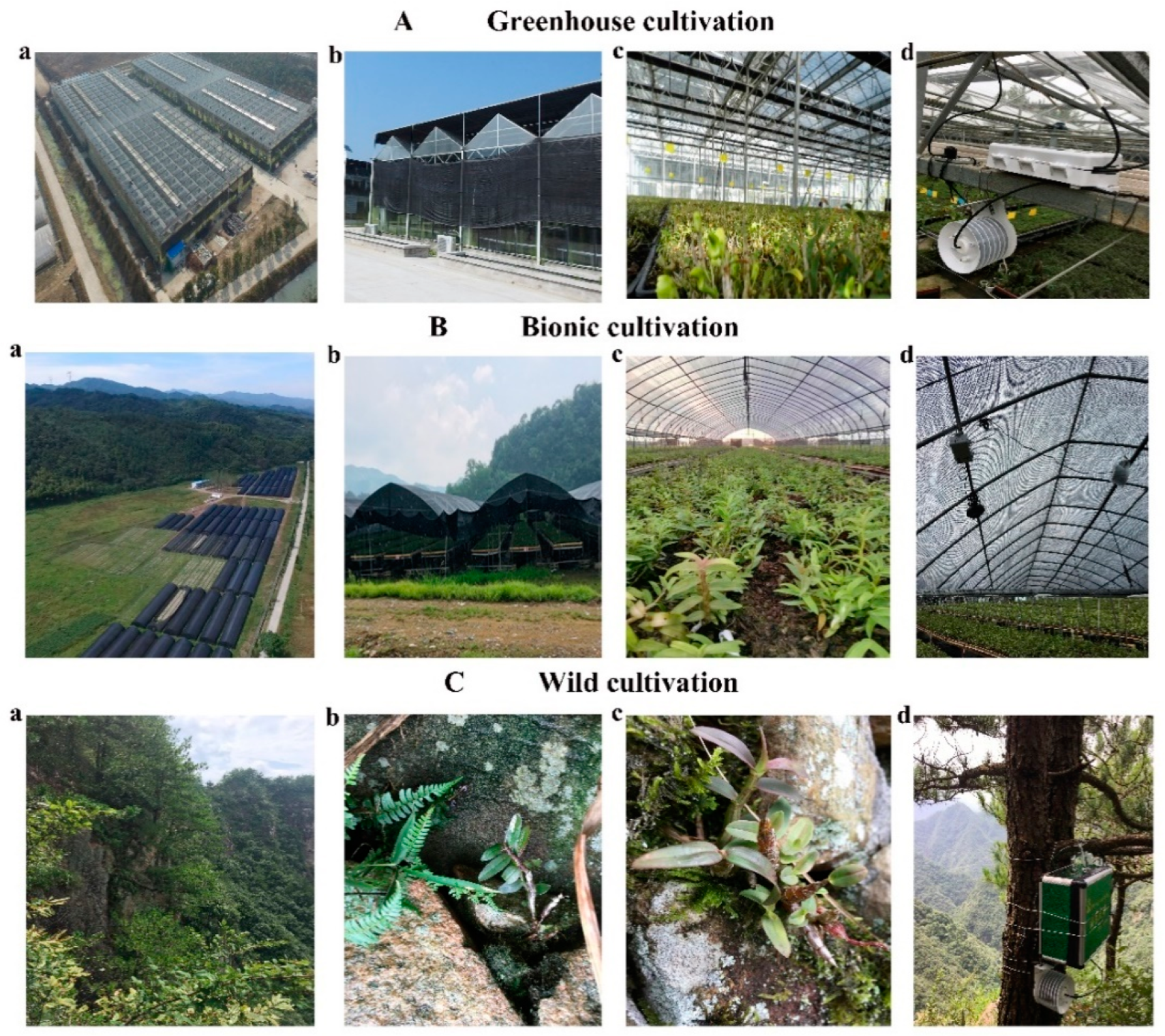 Forests 11 00094 g002