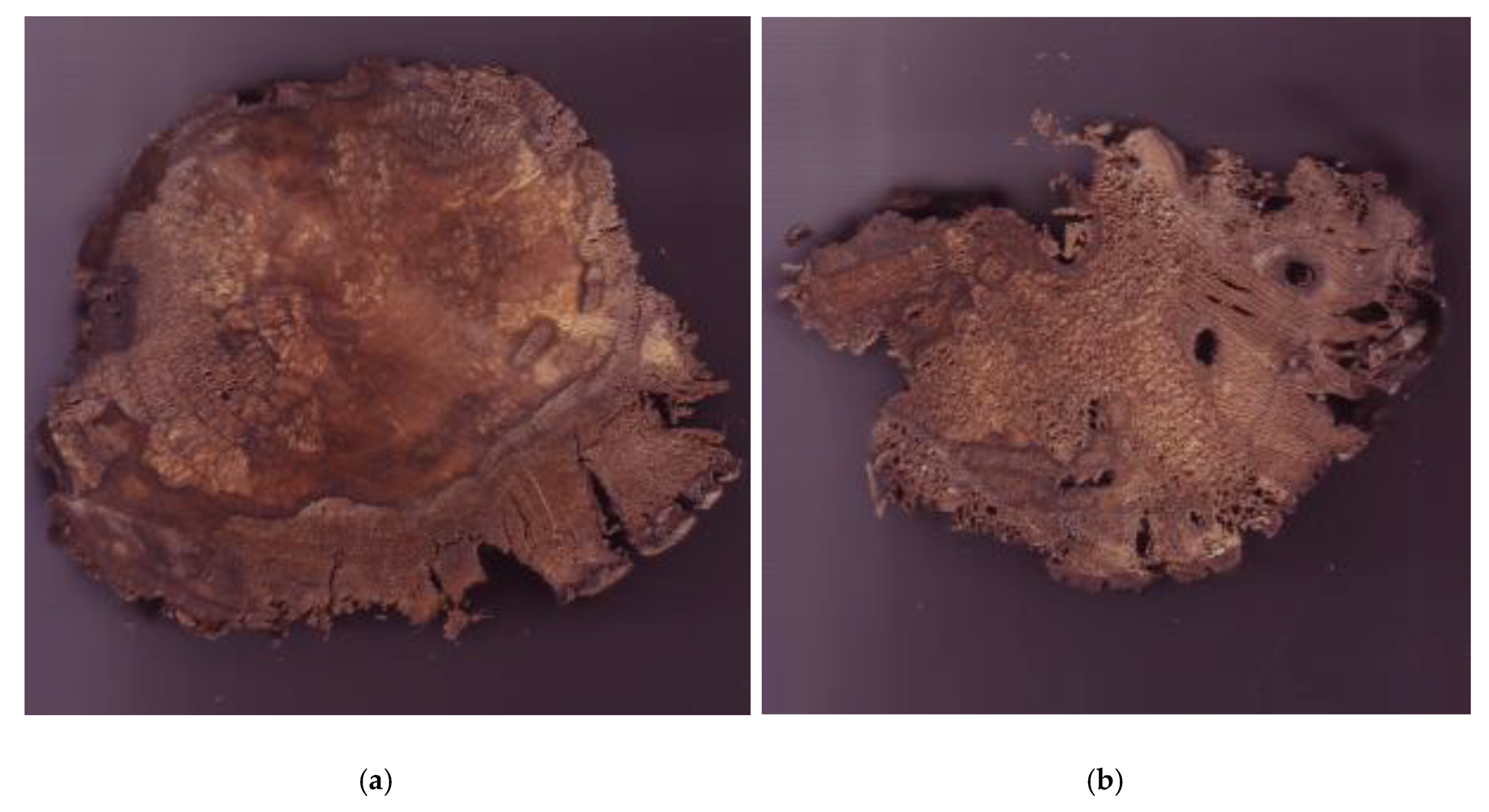 Forests 11 00138 g005