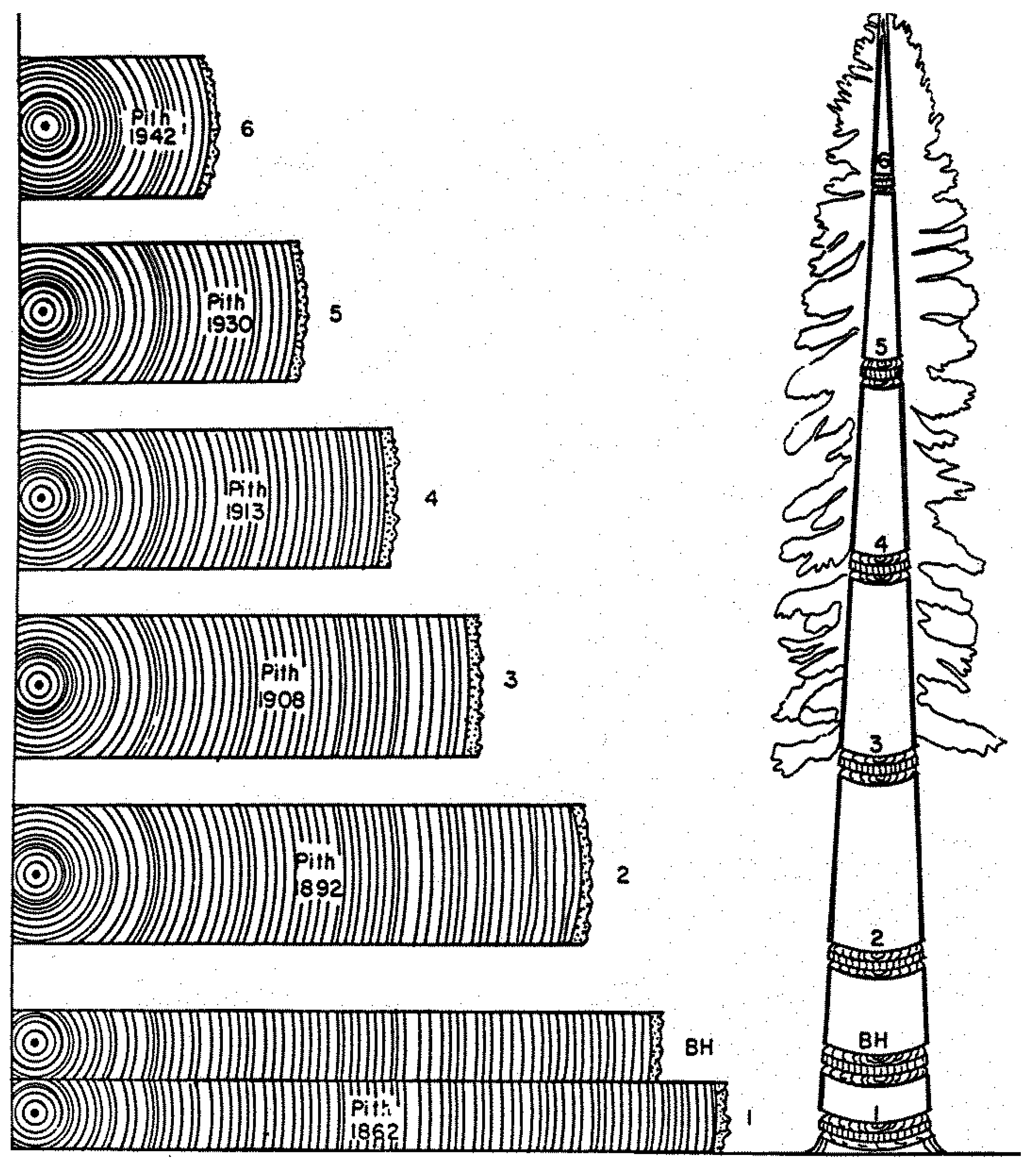 Forests 11 00146 g001