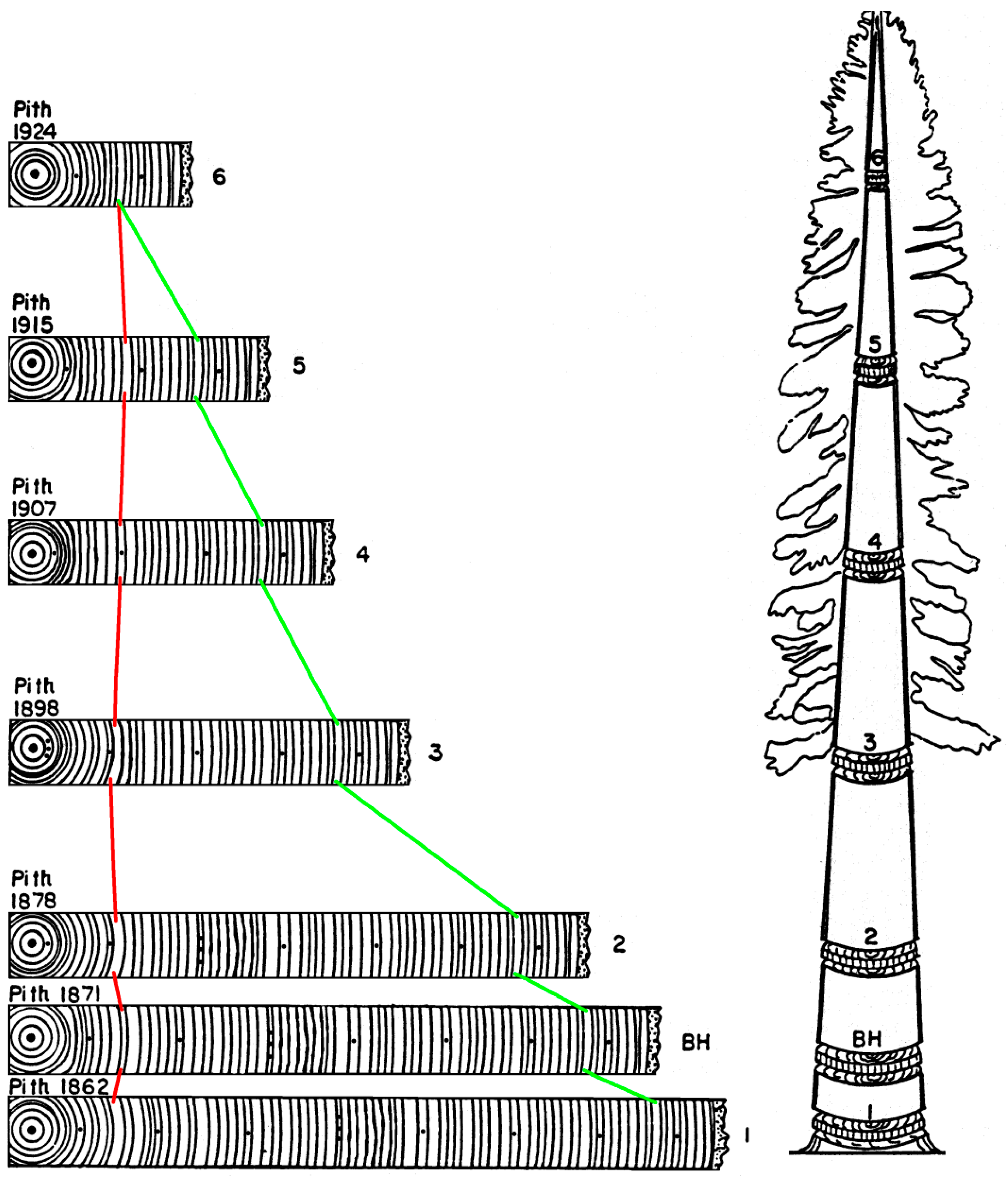 Forests 11 00146 g004