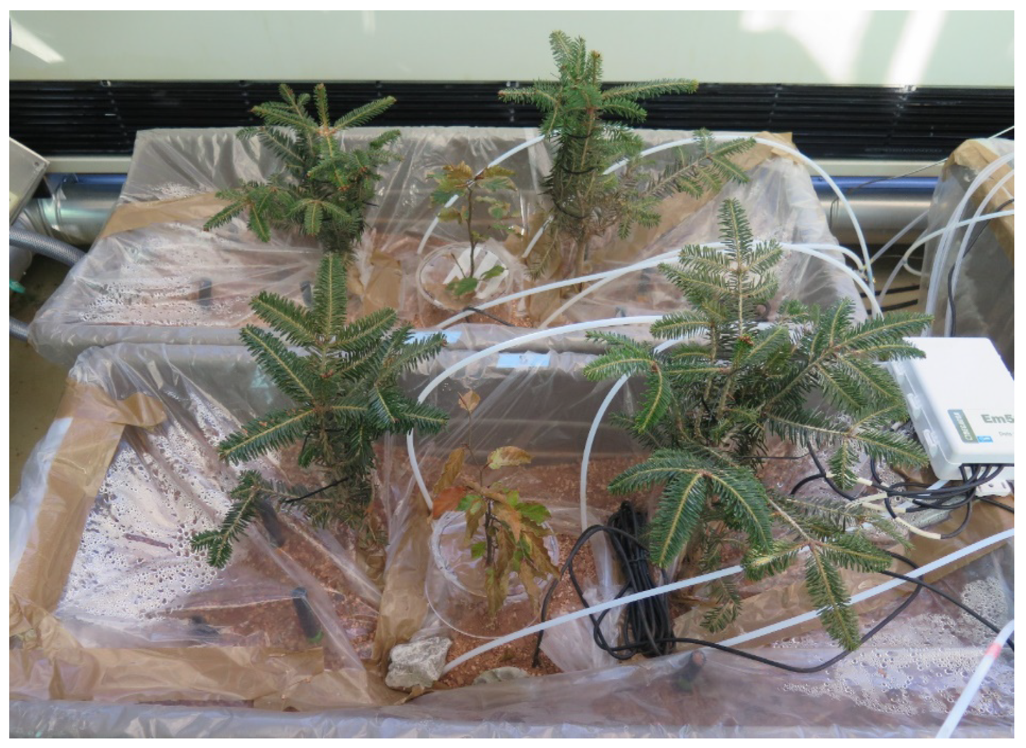 Forests 11 00162 g002