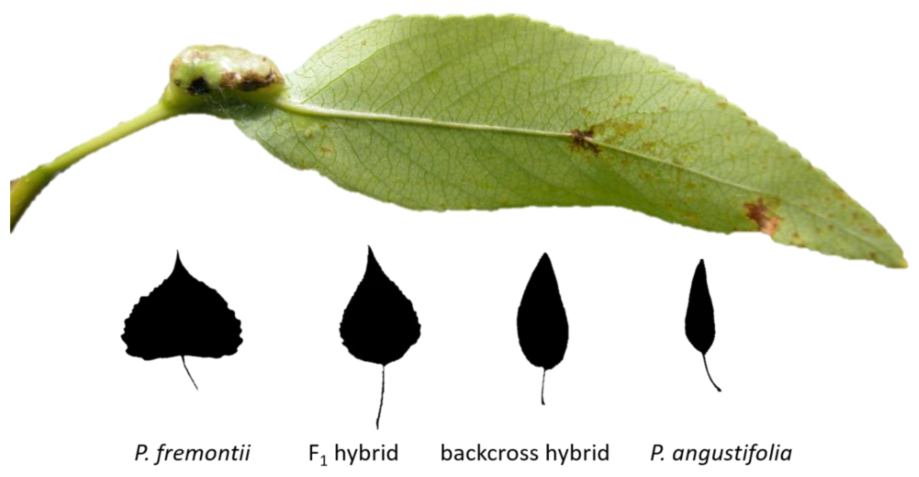 Forests 11 00182 g001 Forests 11 00182 g001