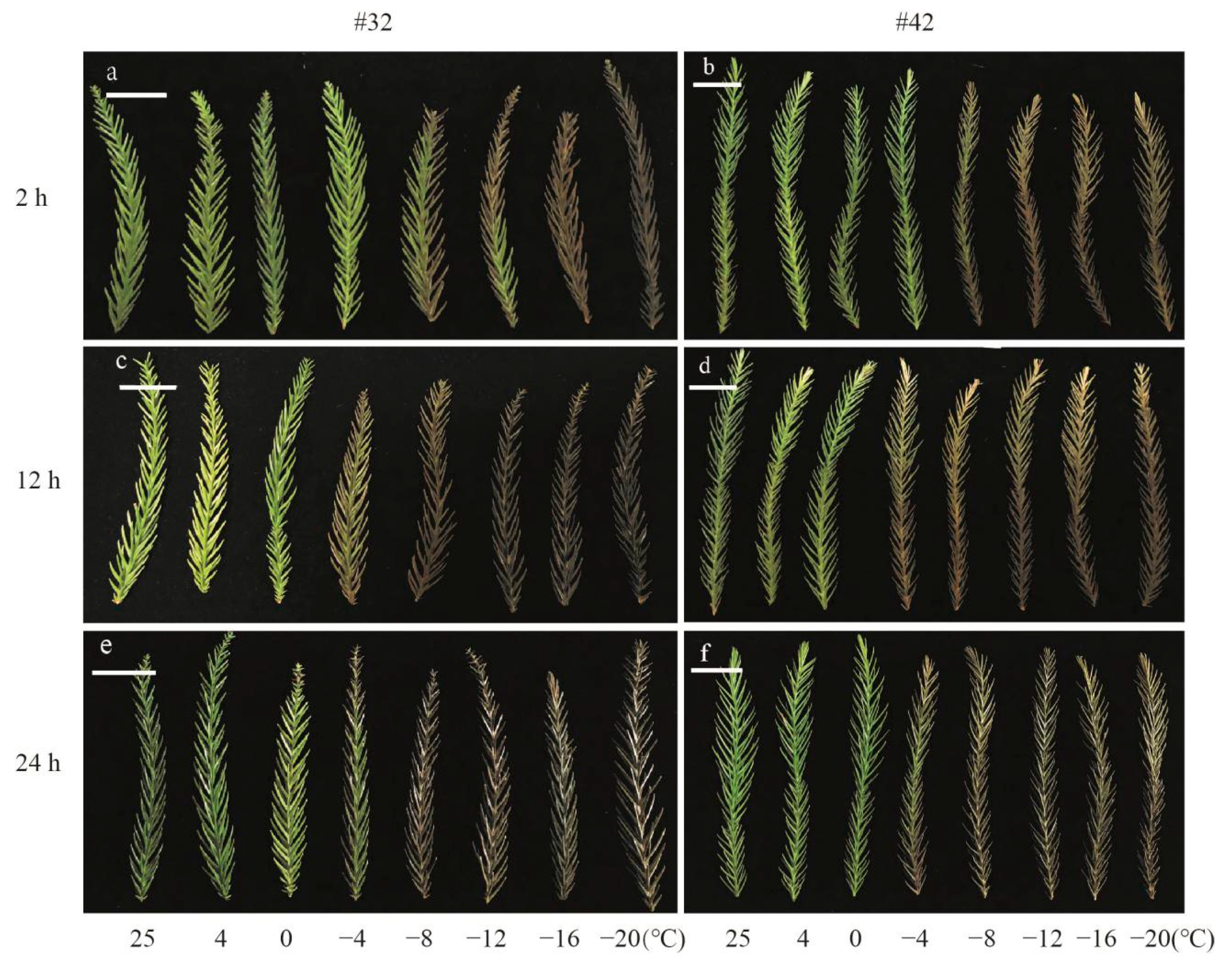 Forests 11 00189 g002 Forests 11 00189 g002