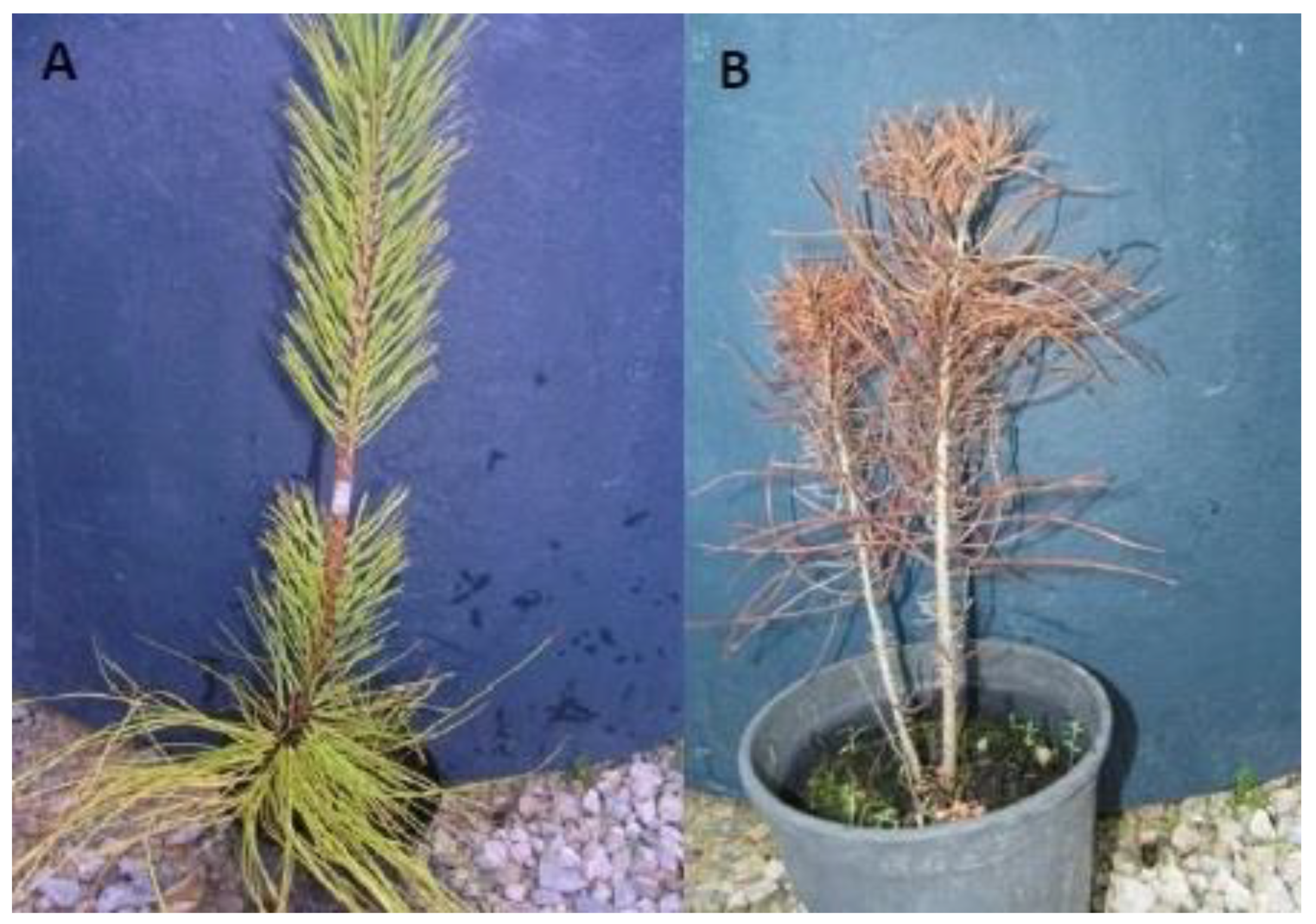 Forests 11 00204 g014