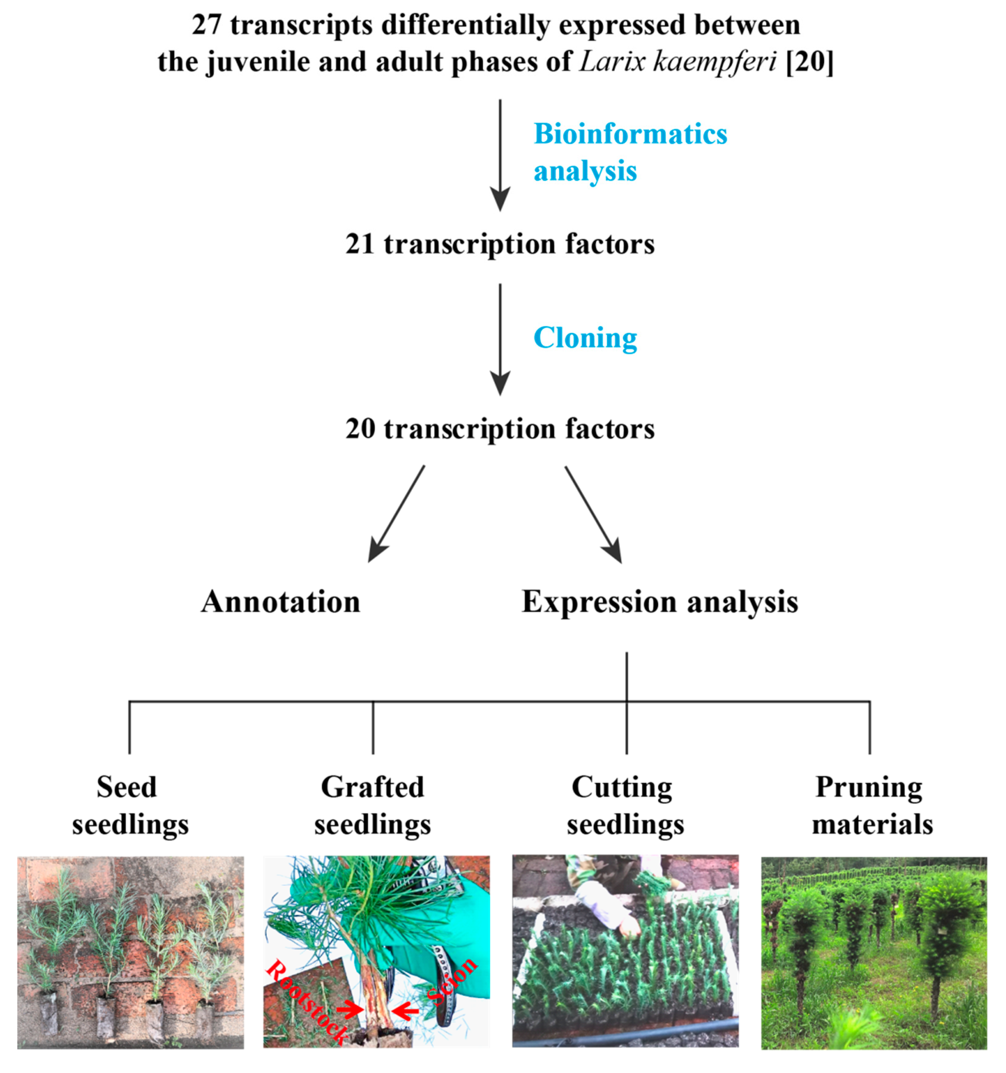 Forests 11 00218 g001 Forests 11 00218 g001