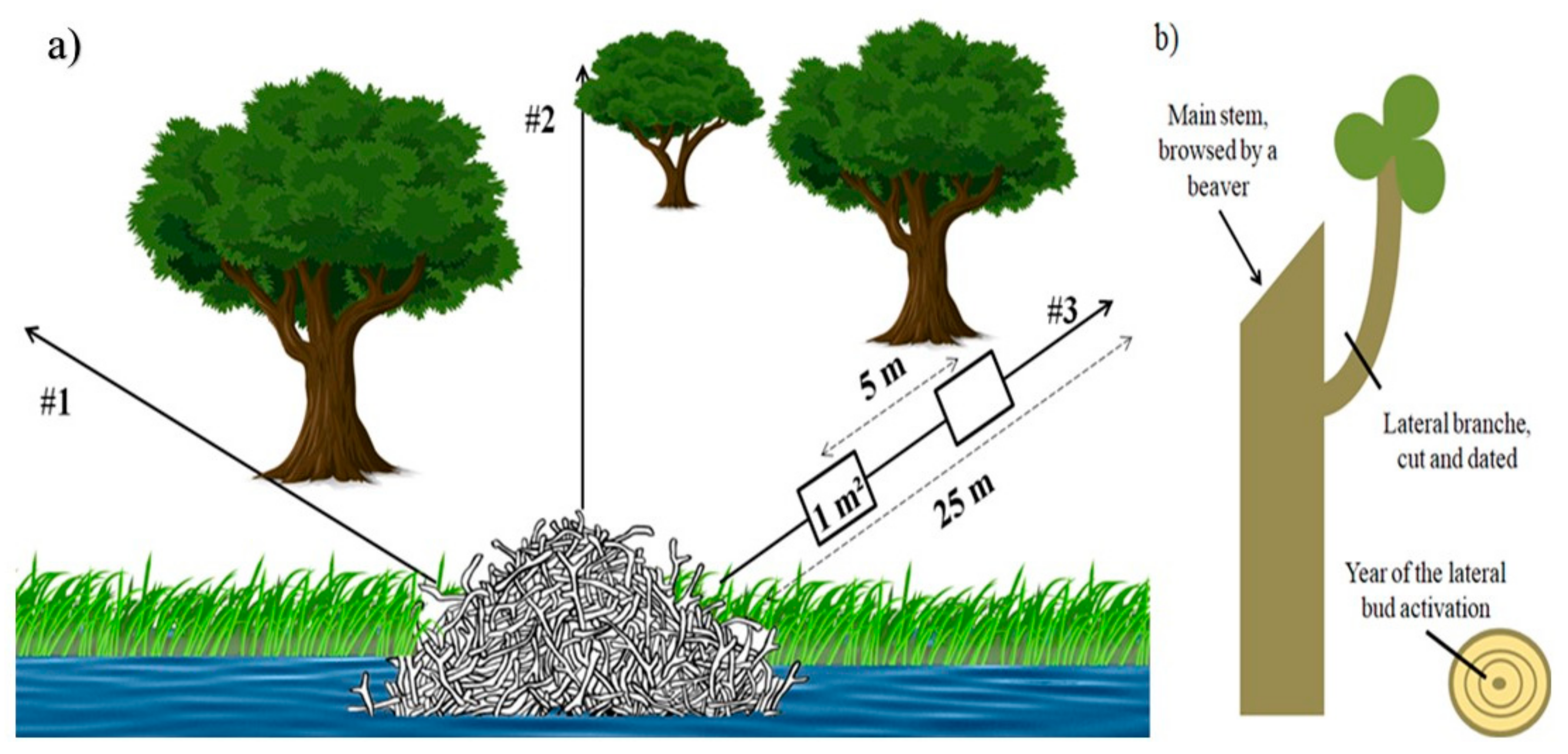 Forests 11 00221 g002