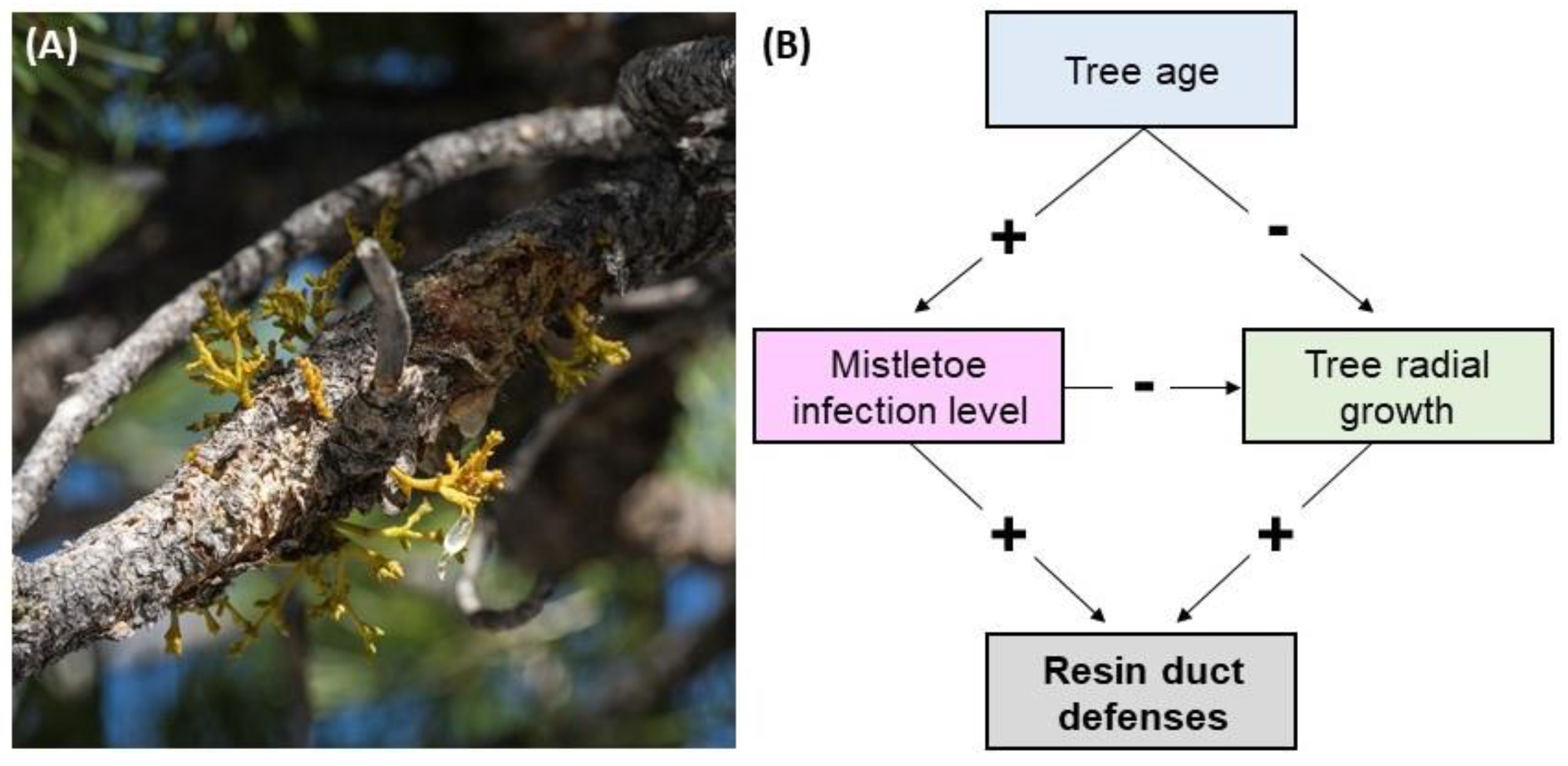 Forests 11 00222 g001