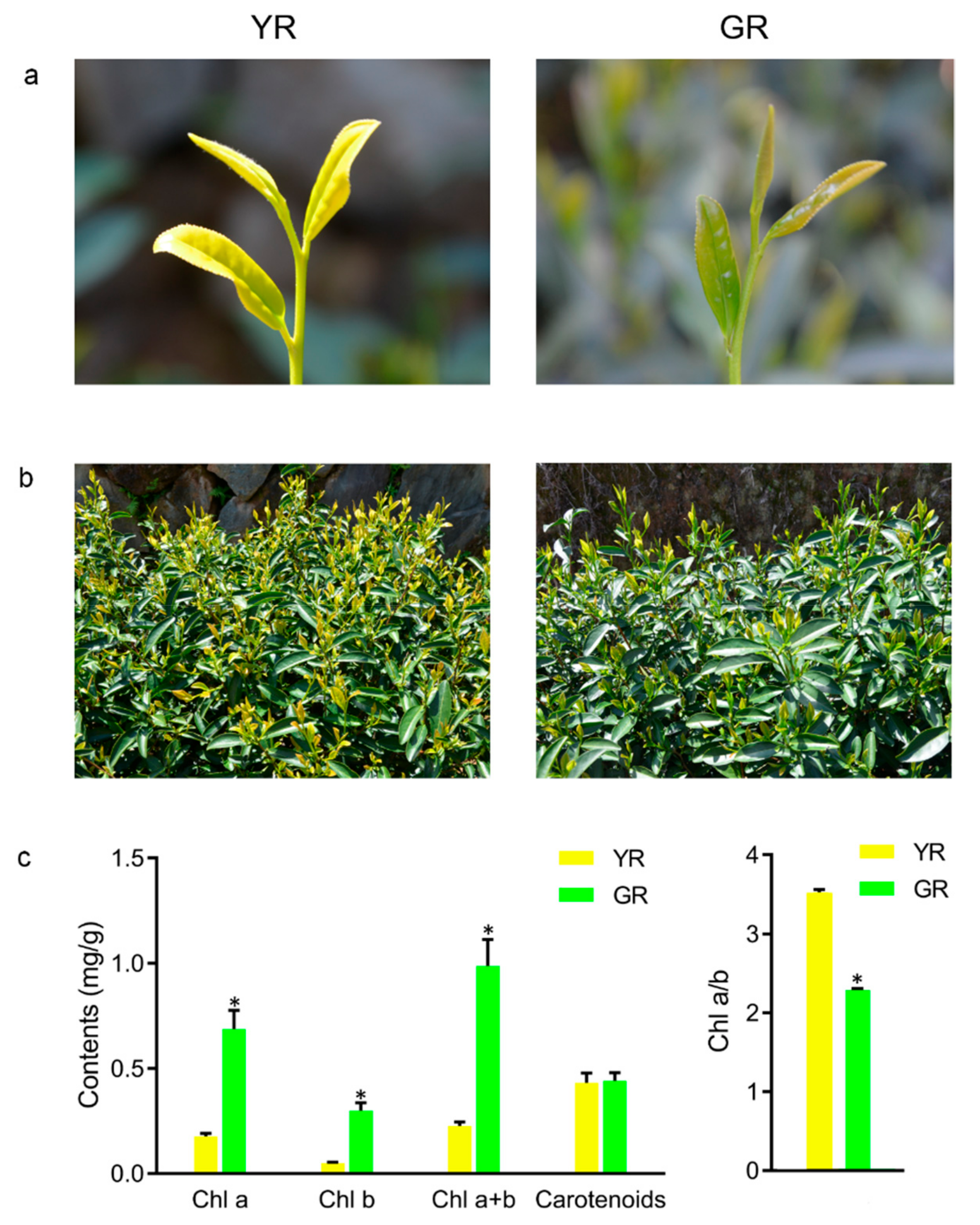 Forests 11 00229 g001