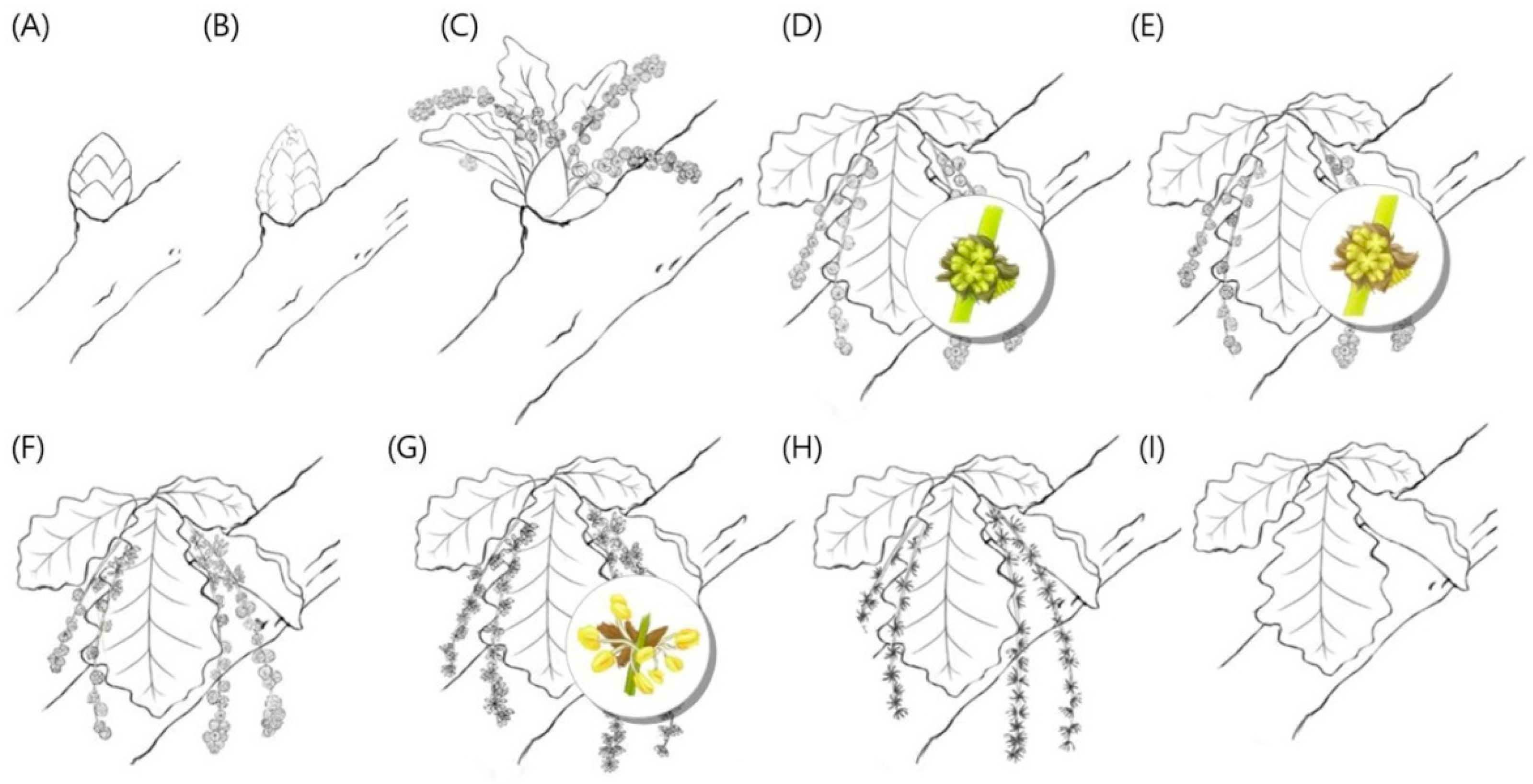 Forests 11 00232 g002
