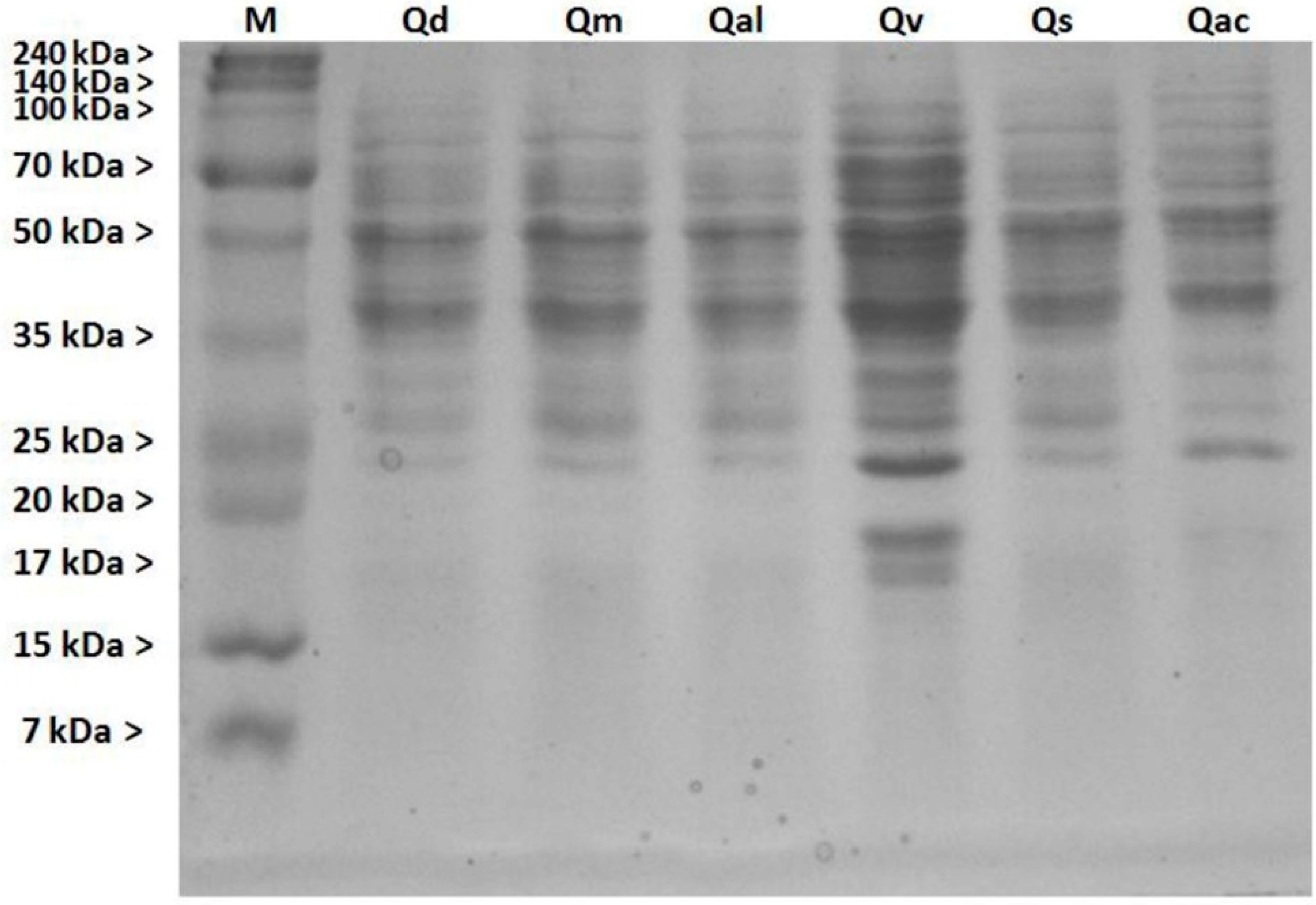 Forests 11 00232 g008