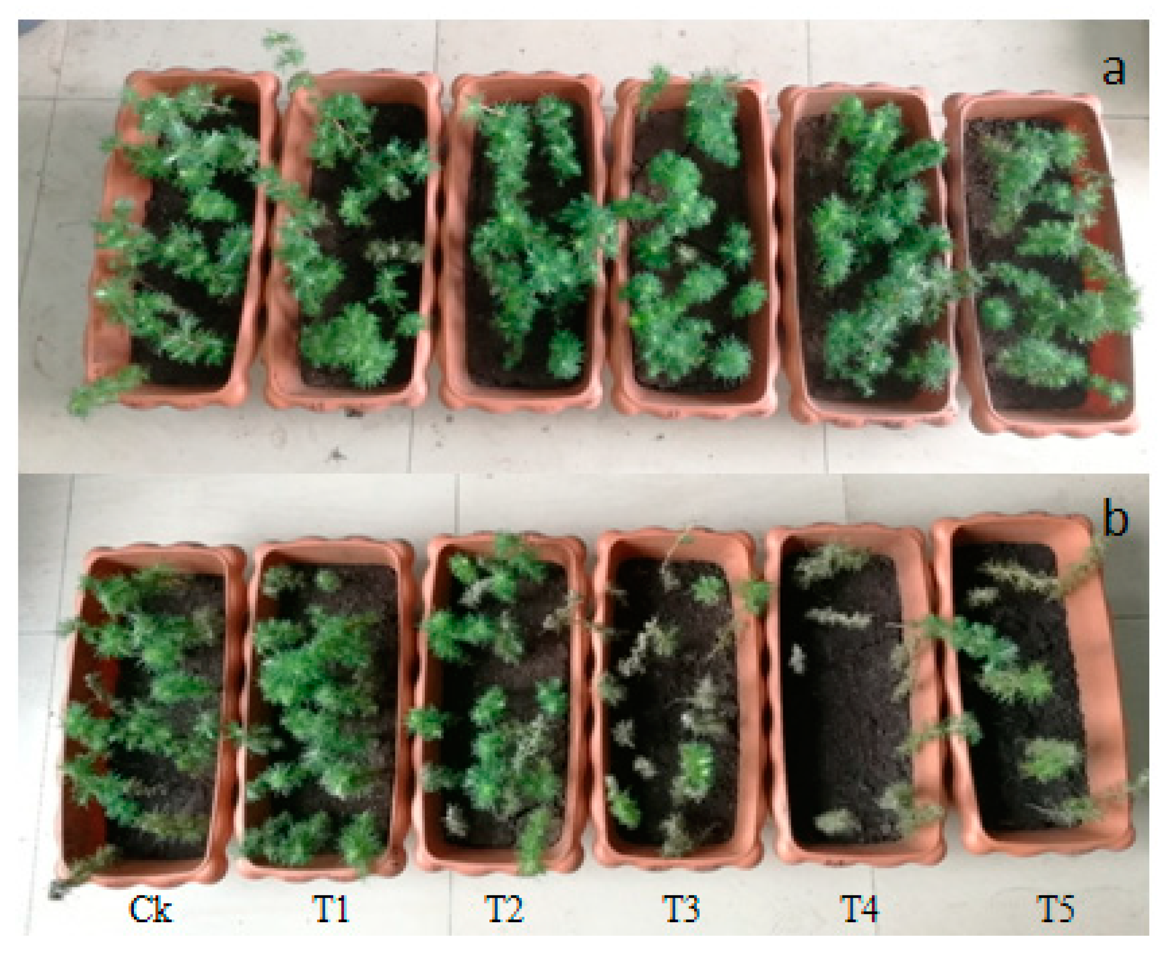 Forests 11 00258 g001