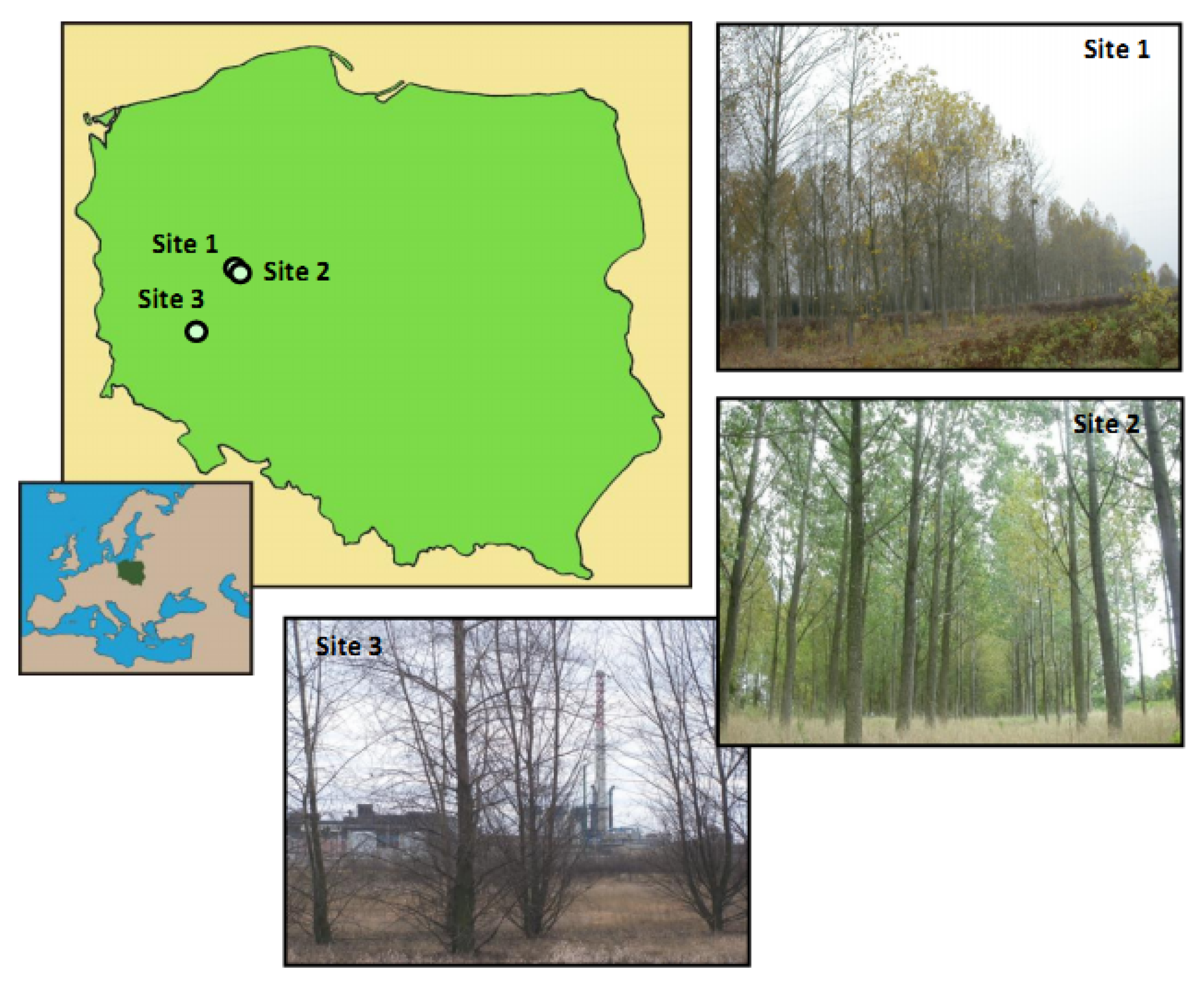 Forests 11 00262 g001 Forests 11 00262 g001
