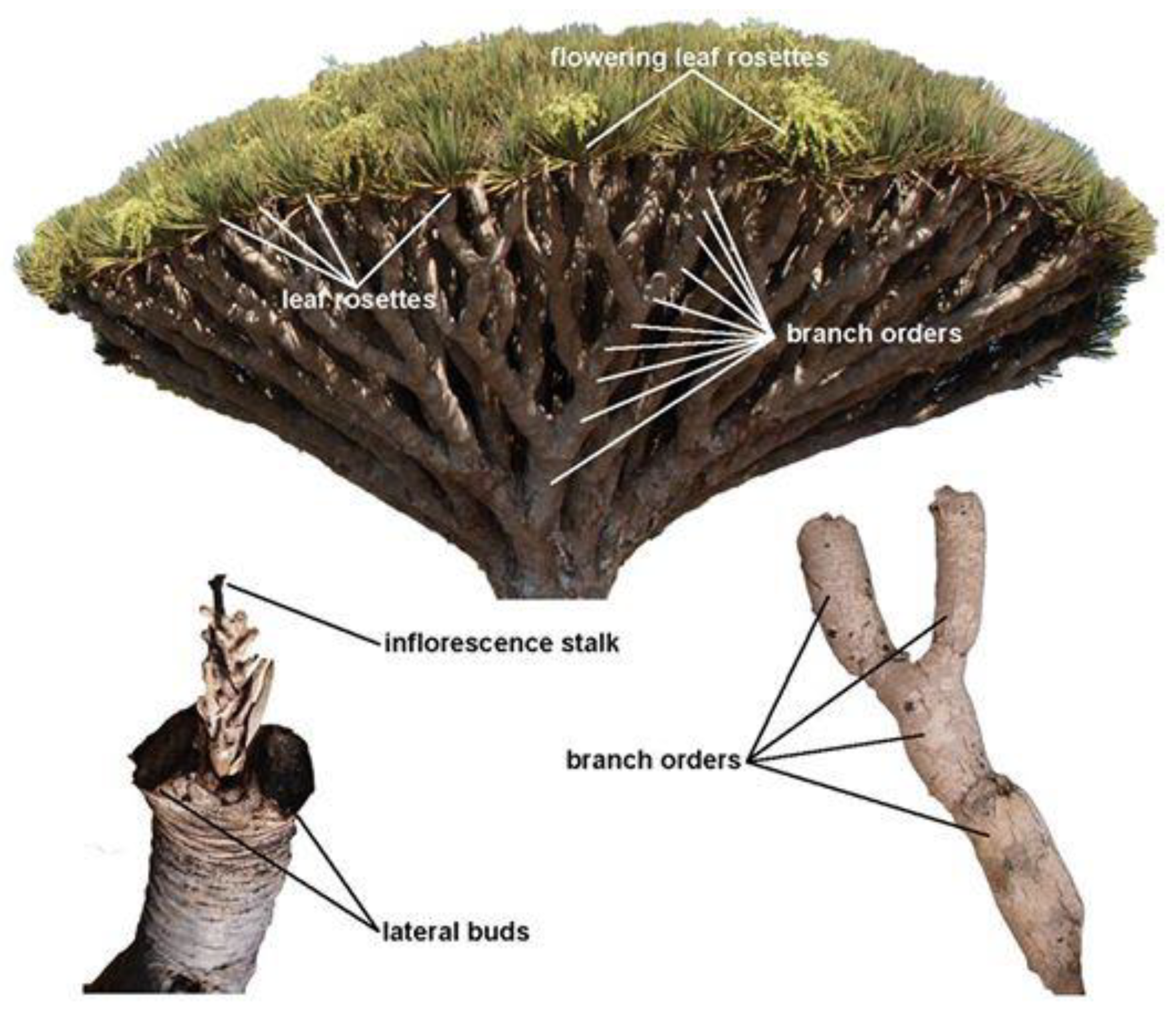 Forests 11 00264 g001