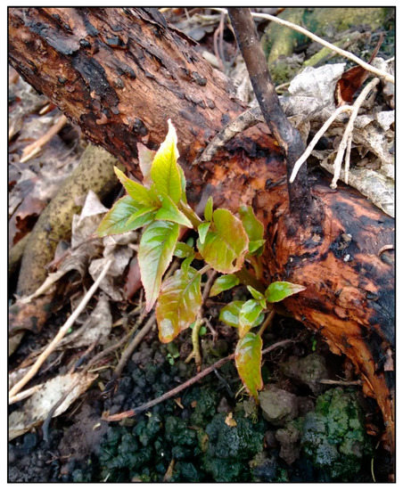 Forests 11 00269 g0a2