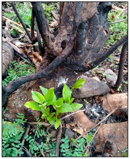 Forests 11 00269 g0a3