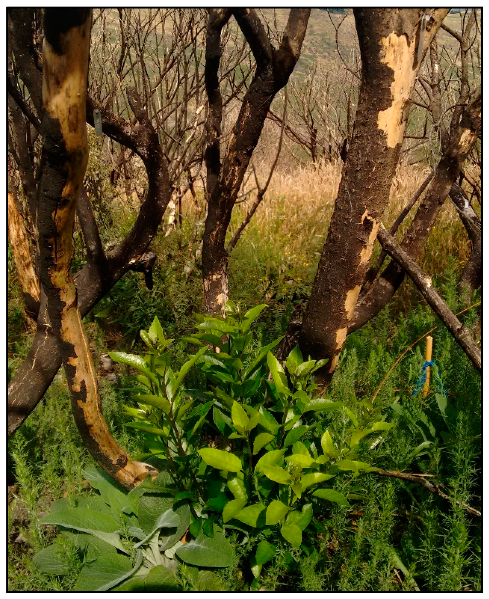 Forests 11 00269 g0a5 Forests 11 00269 g0a5