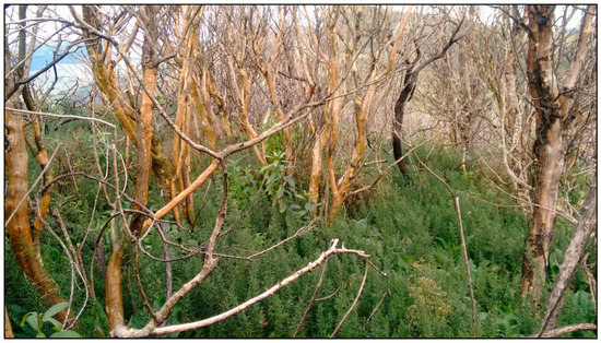 Forests 11 00269 g0a6