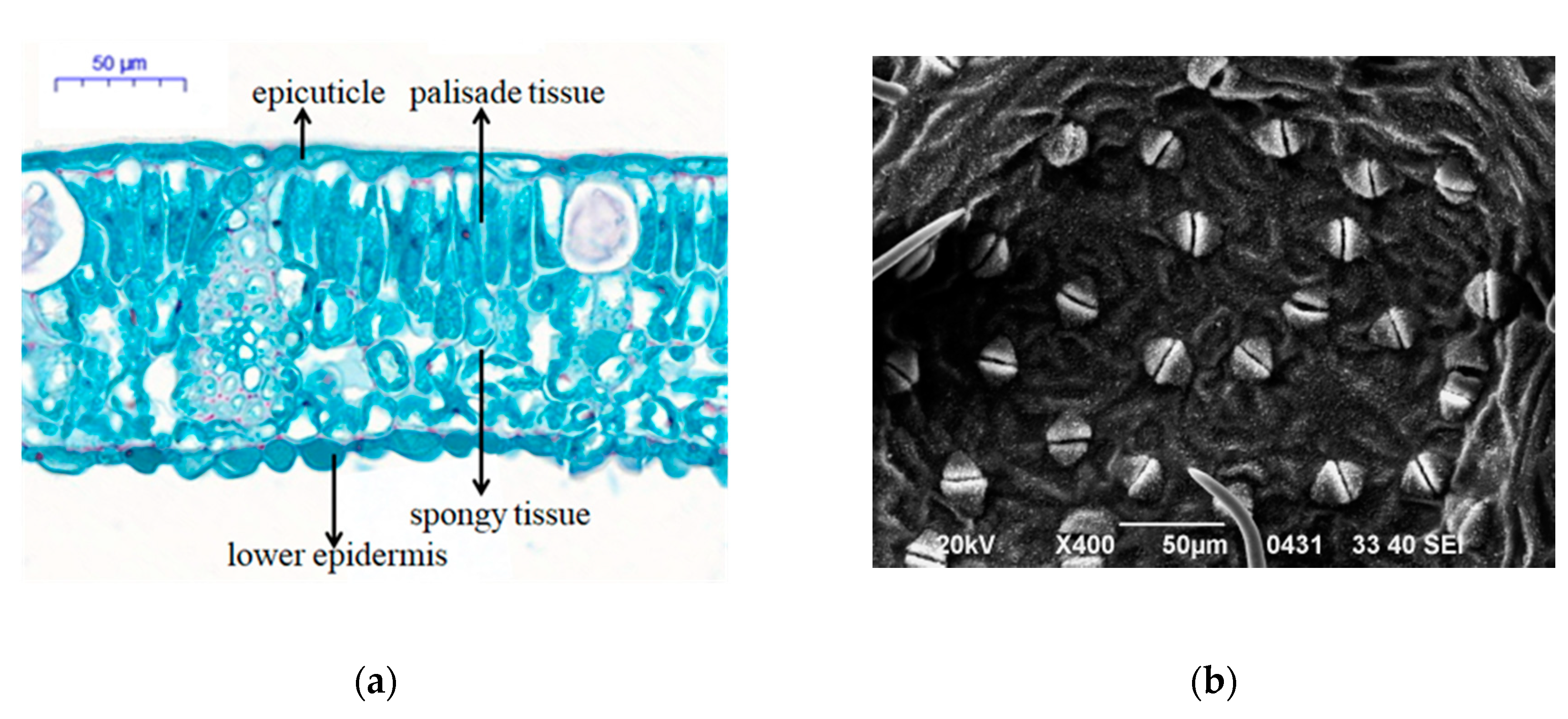 Forests 11 00293 g004 Forests 11 00293 g004