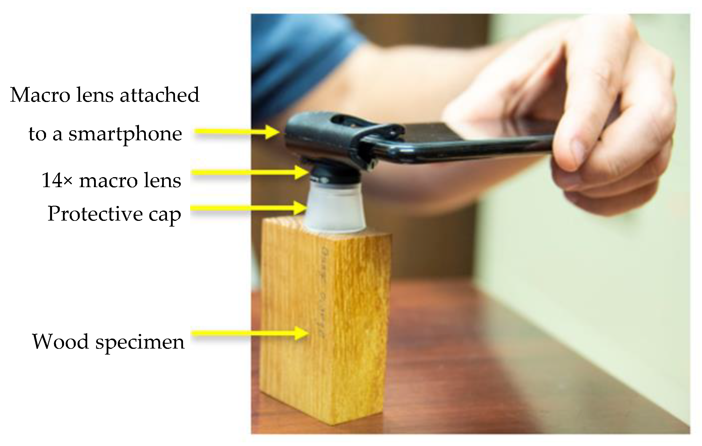 Forests 11 00298 g002