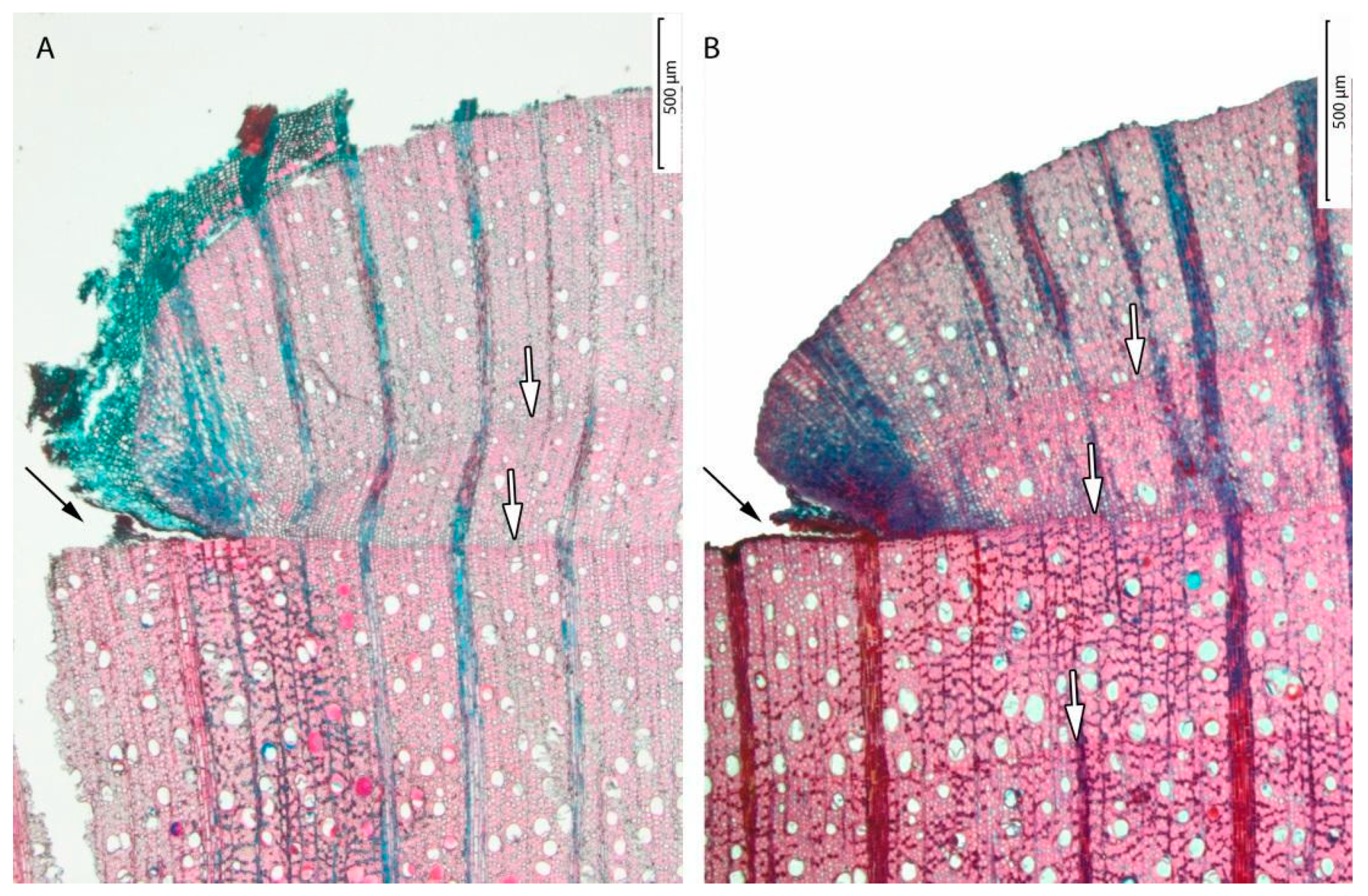 Forests 11 00310 g004