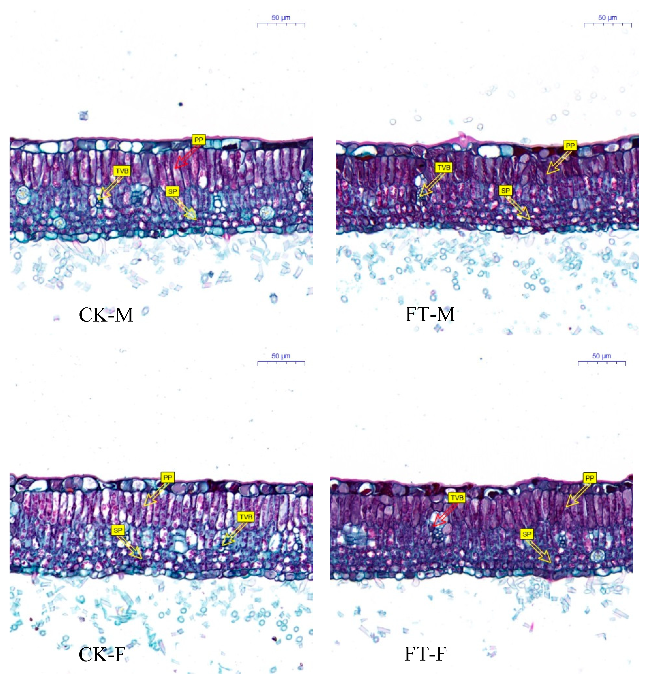 Forests 11 00321 g003