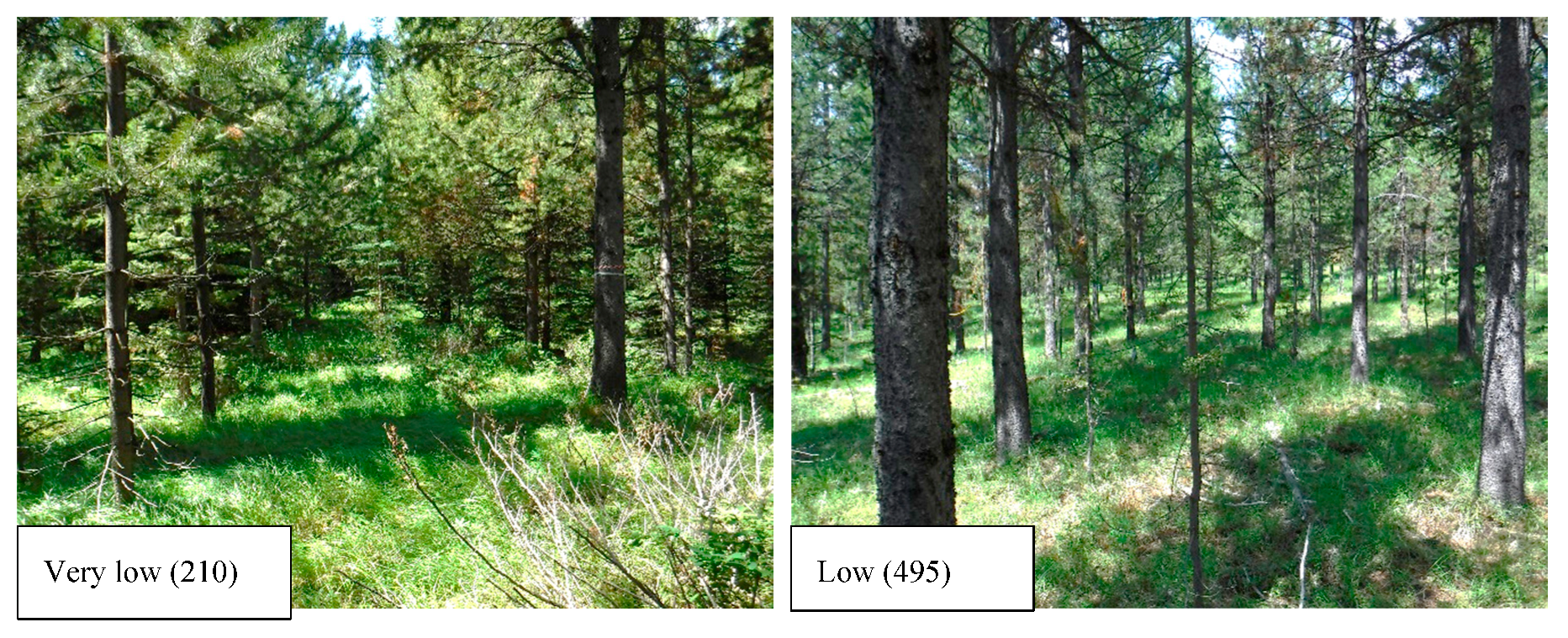 Forests 11 00337 g001a