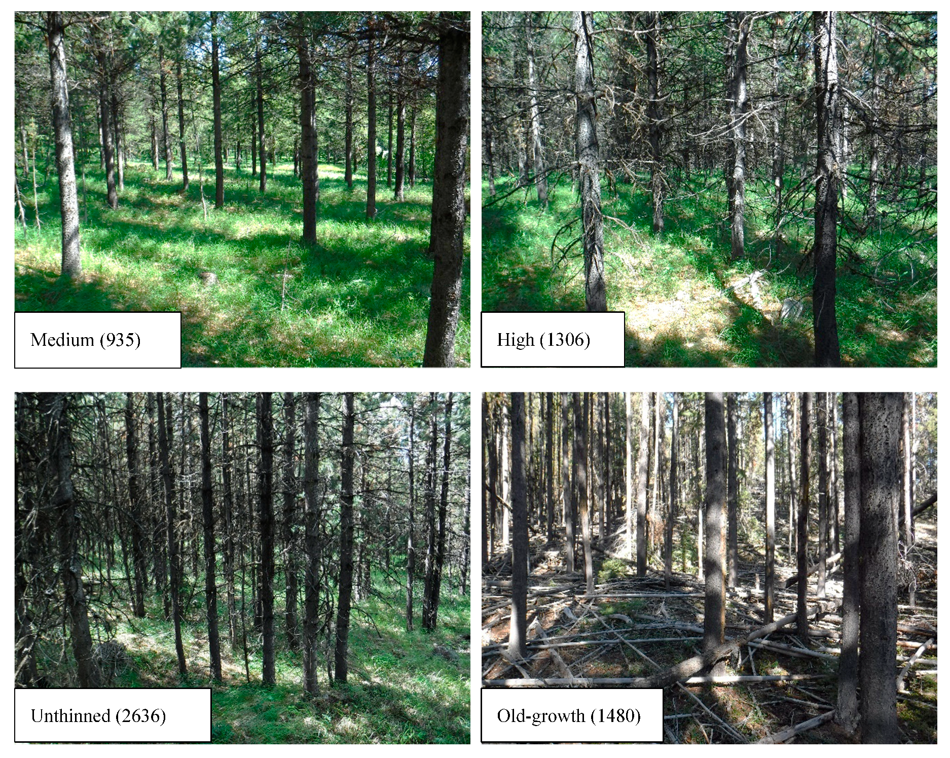 Forests 11 00337 g001b