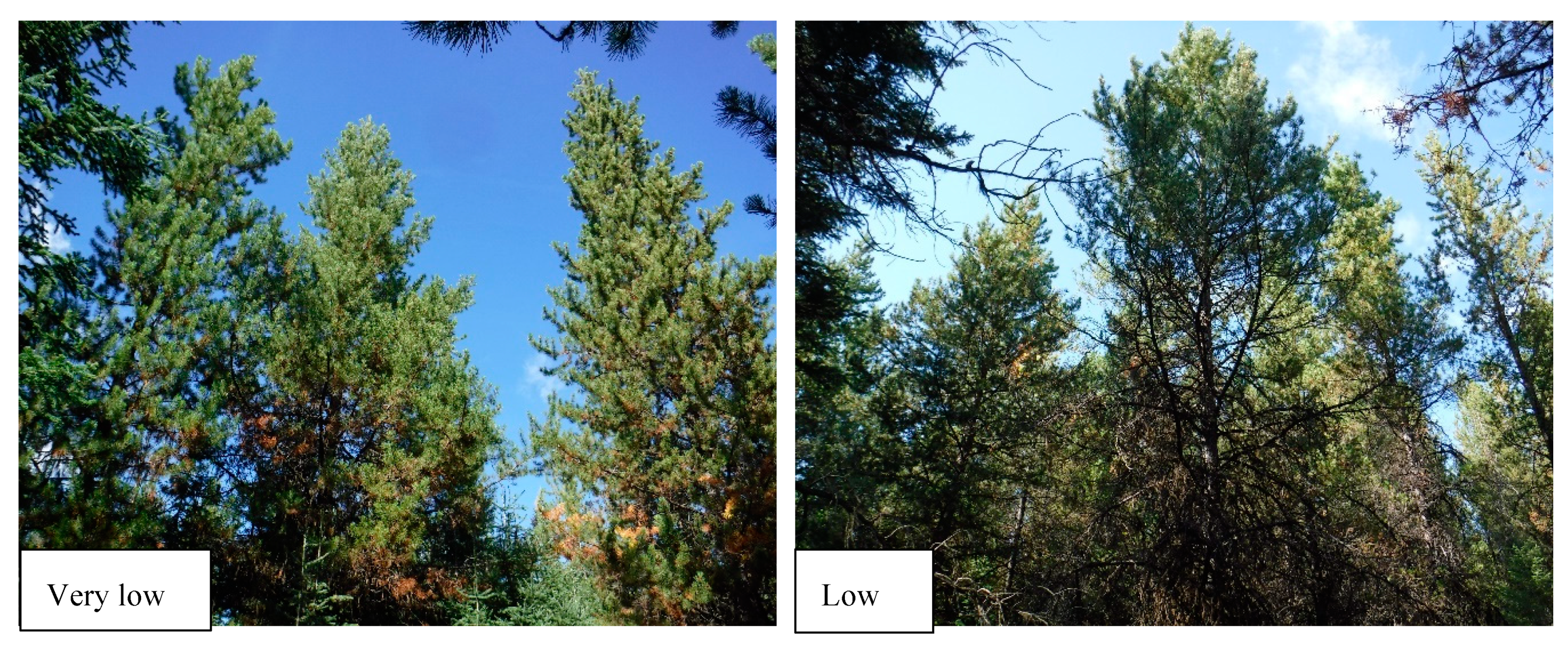 Forests 11 00337 g002a