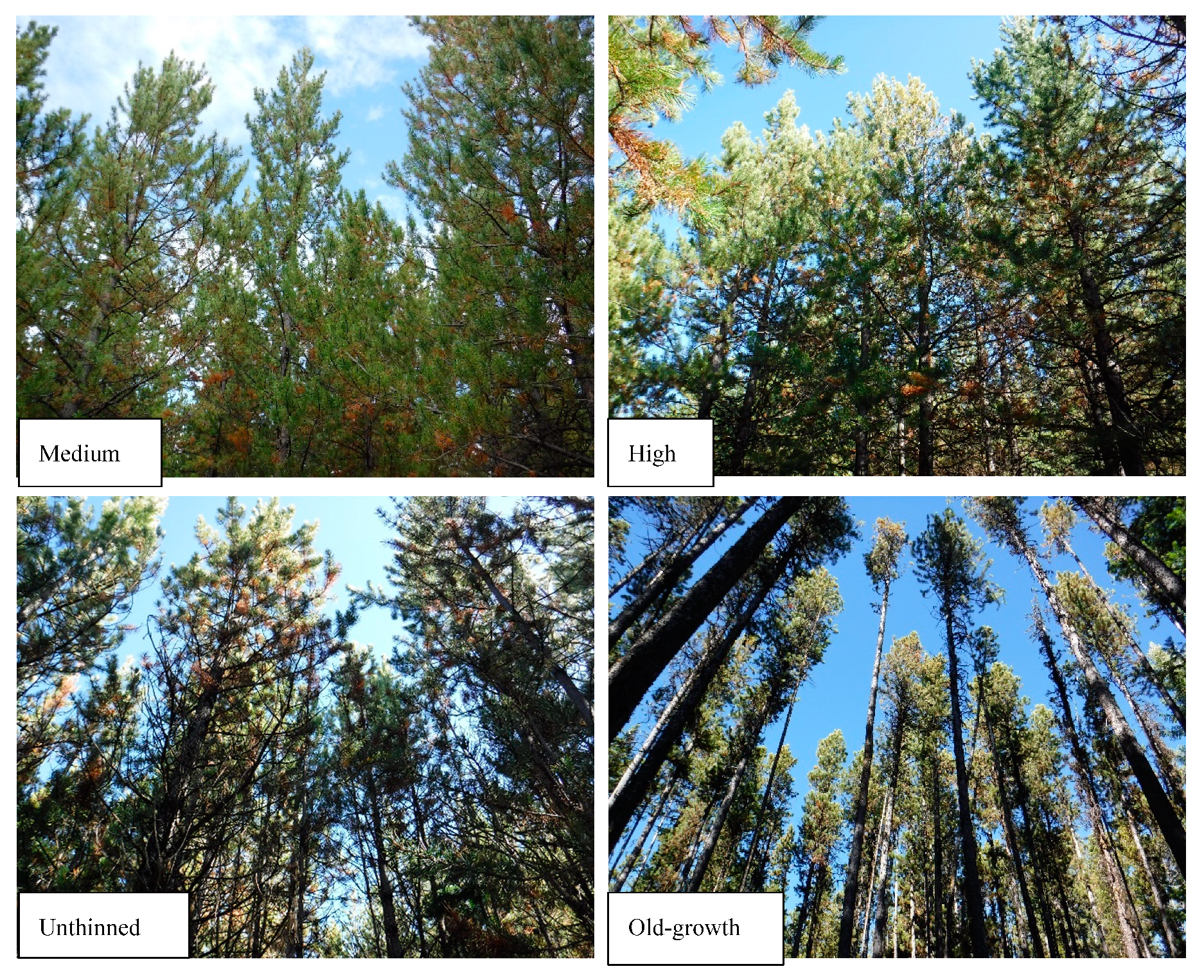 Forests 11 00337 g002b