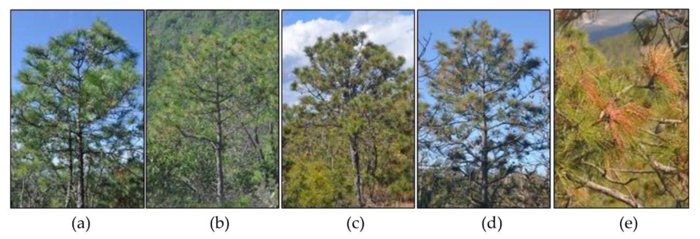 Forests 11 00417 g002 Forests 11 00417 g002