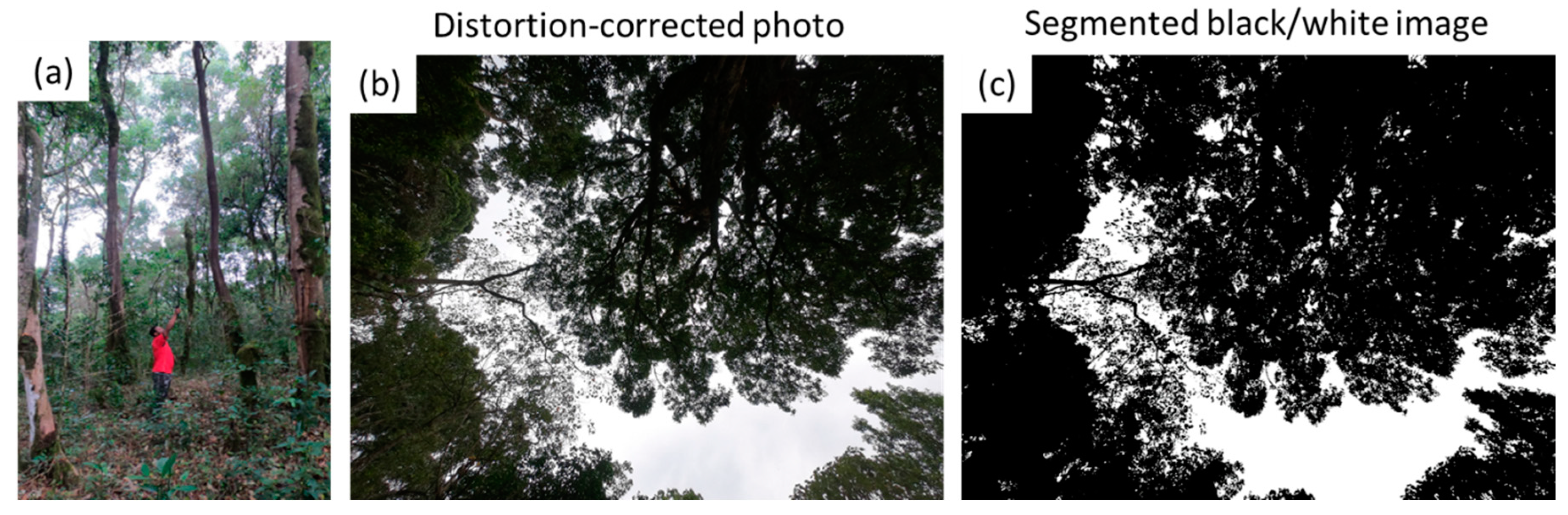 Forests 11 00422 g002