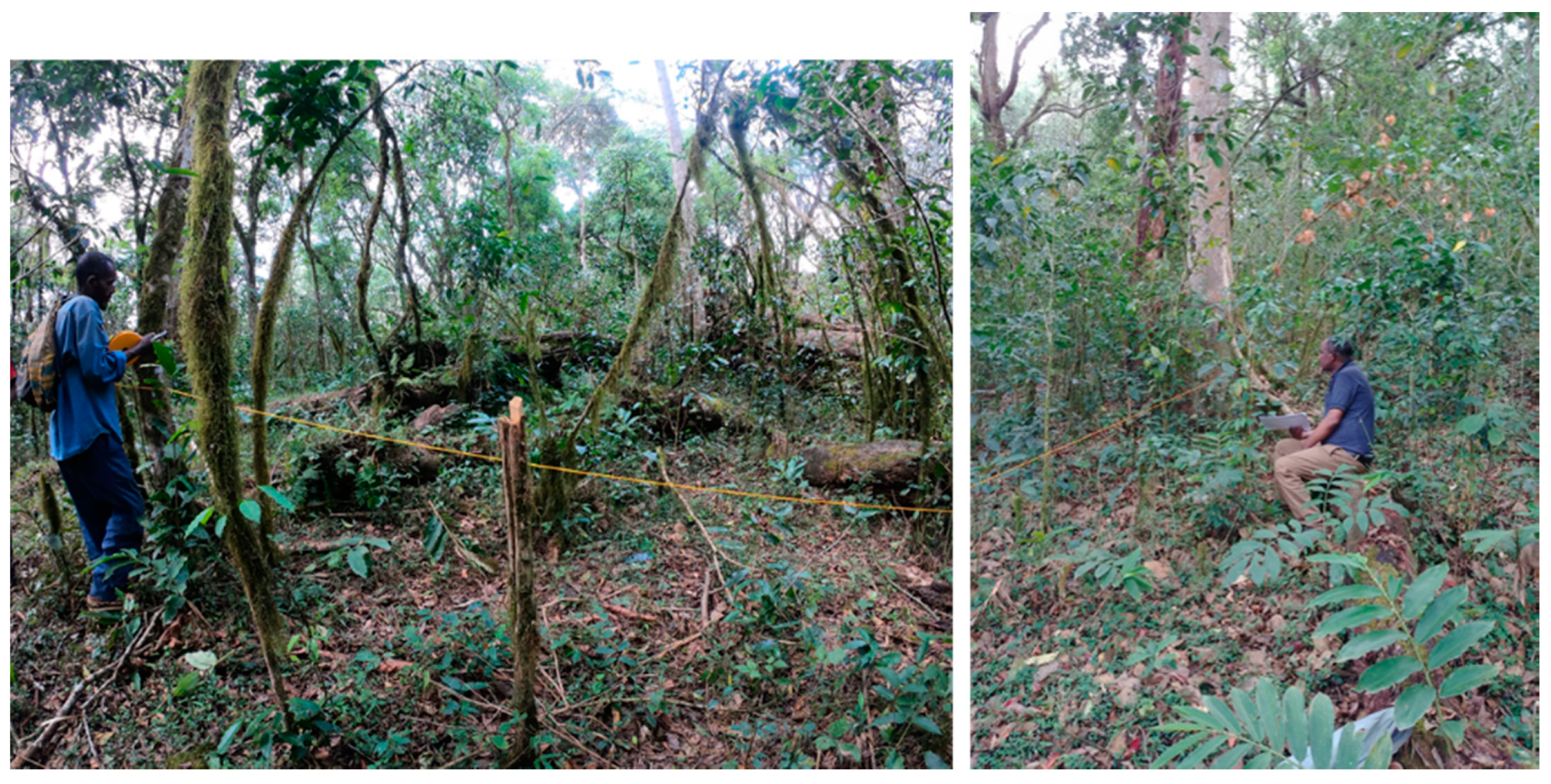 Forests 11 00422 g003