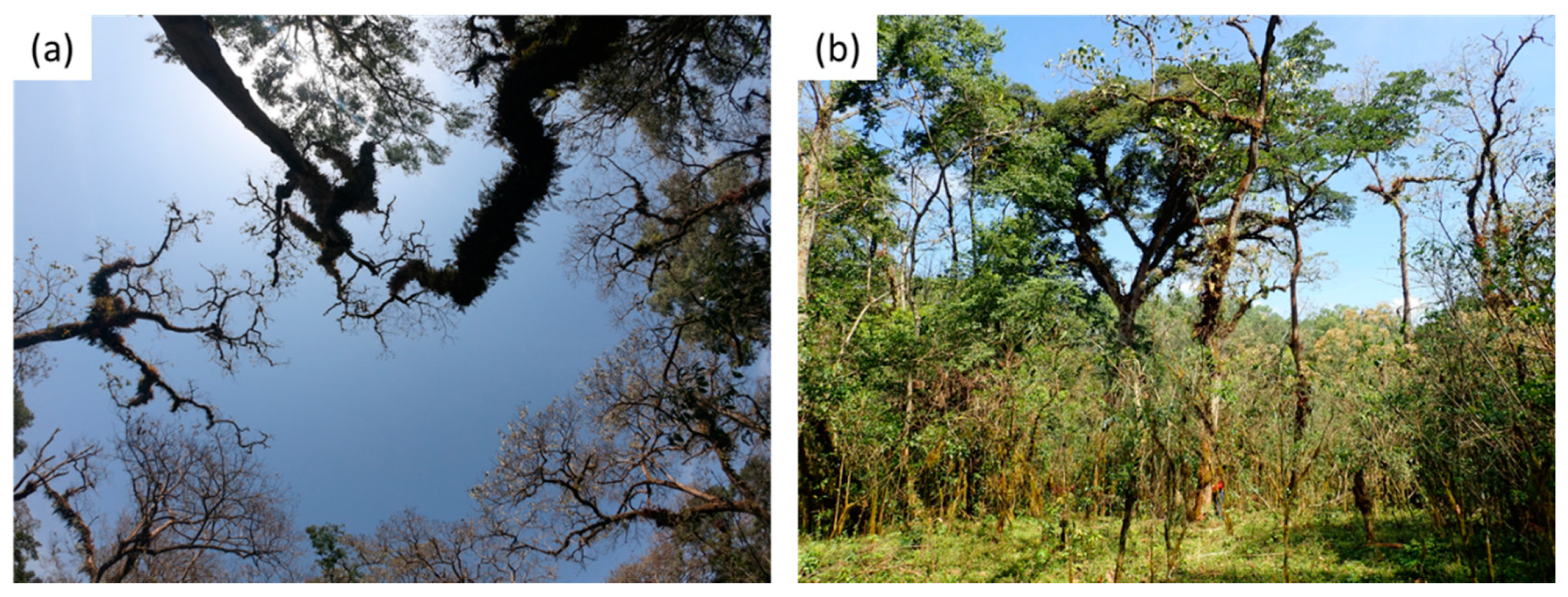 Forests 11 00422 g013