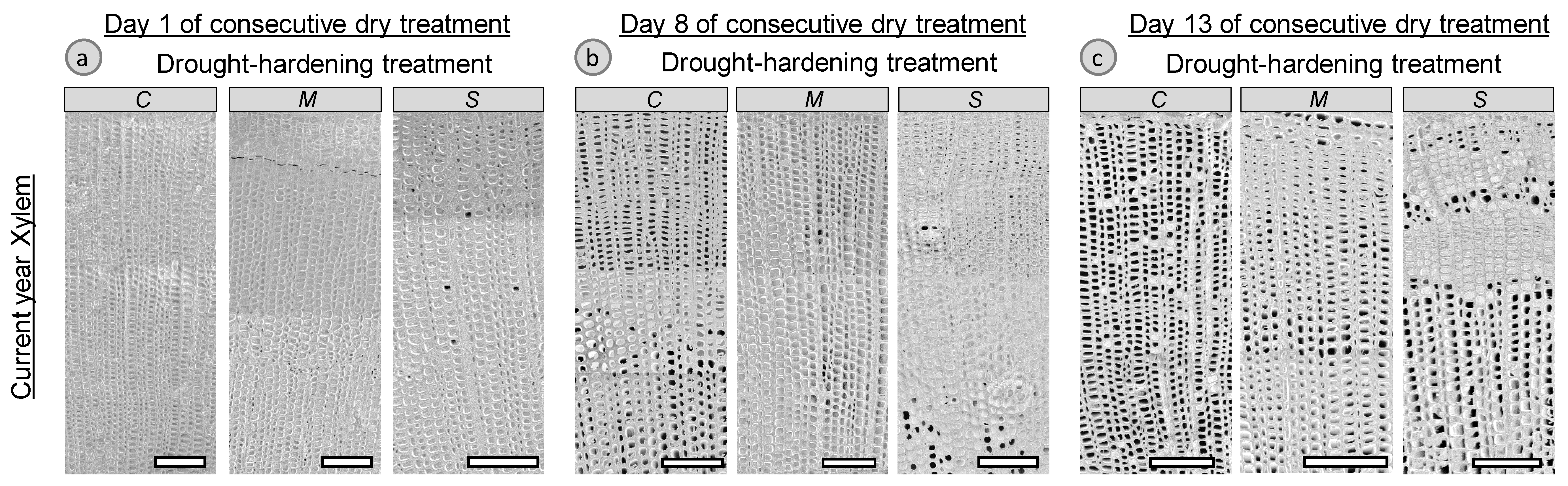 Forests 11 00441 g005