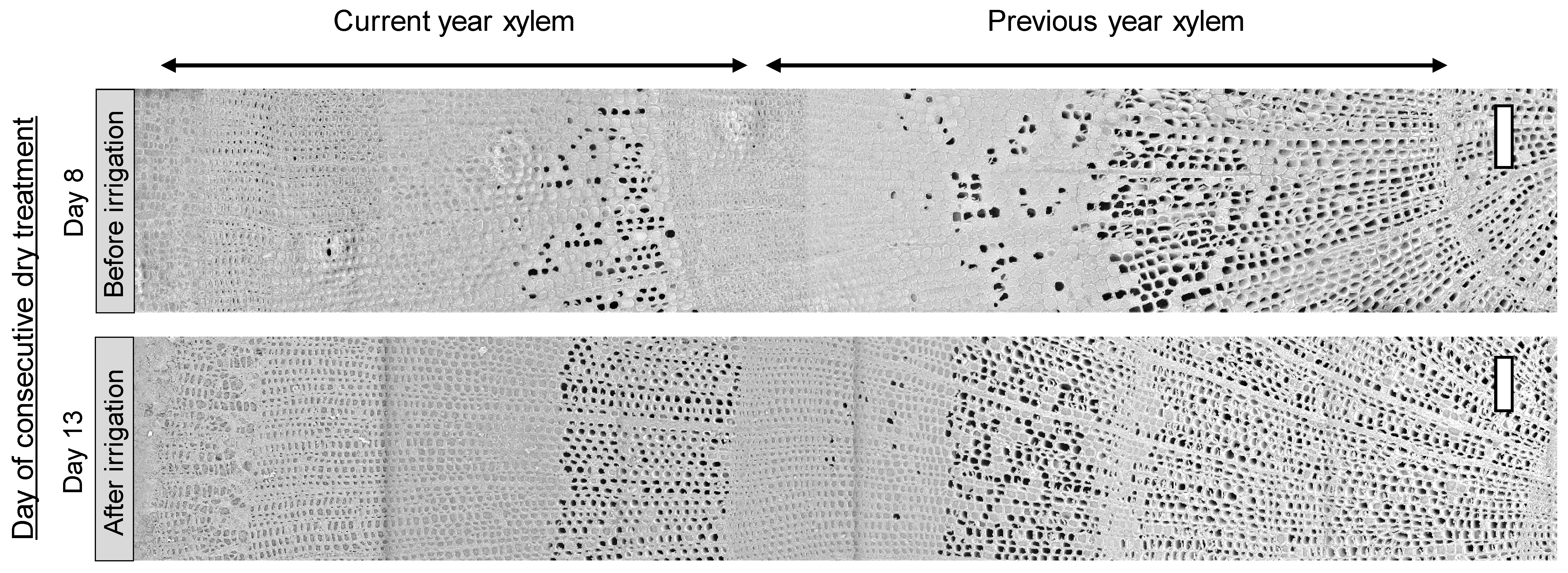 Forests 11 00441 g007