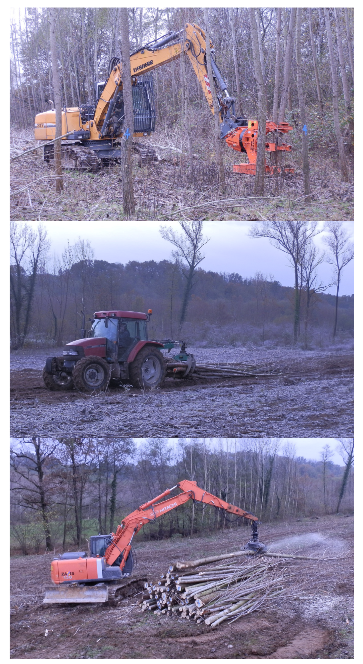 Forests 11 00502 g001