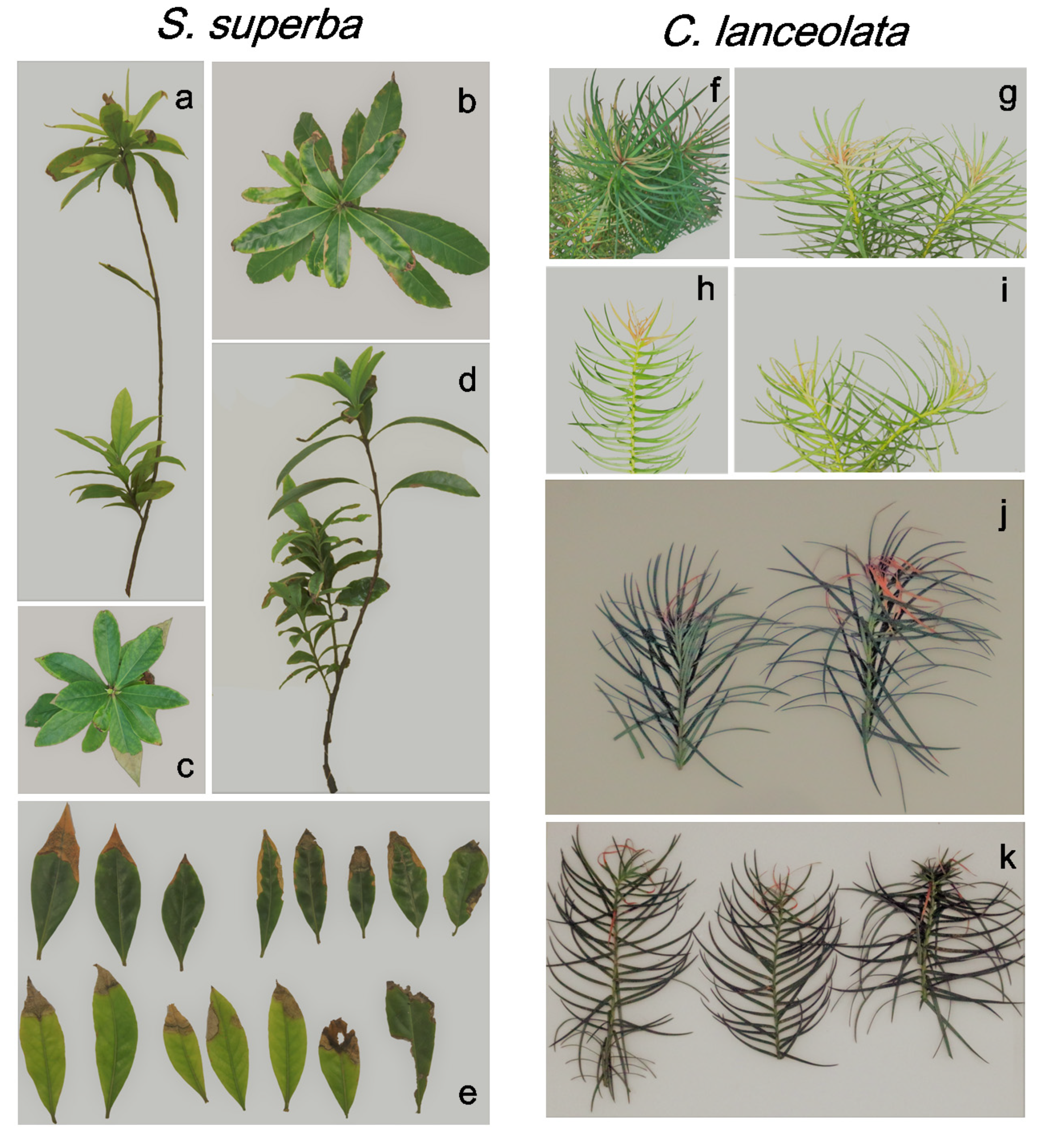 Forests 11 00513 g007