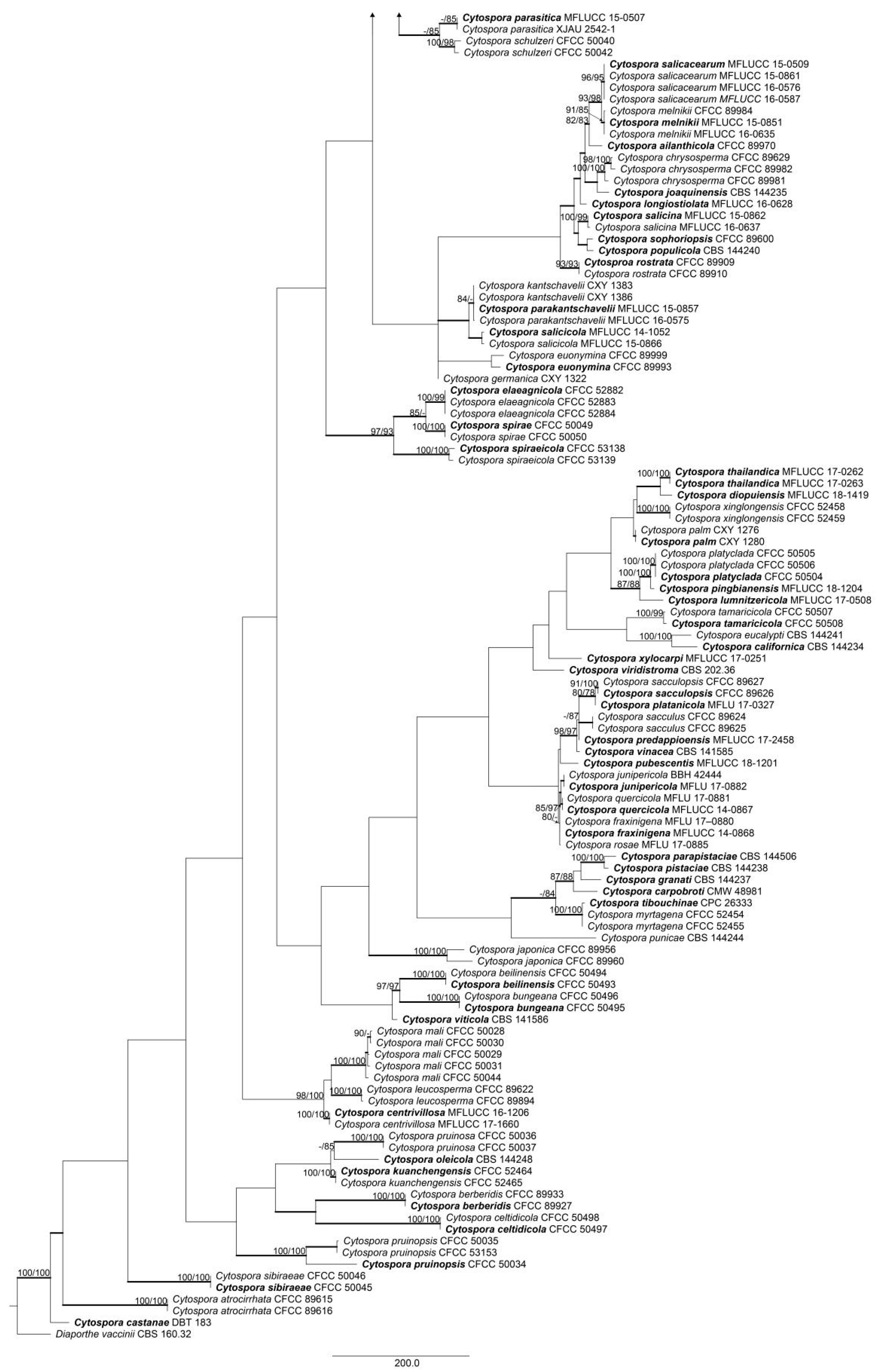 Forests 11 00524 g001b Forests 11 00524 g001b