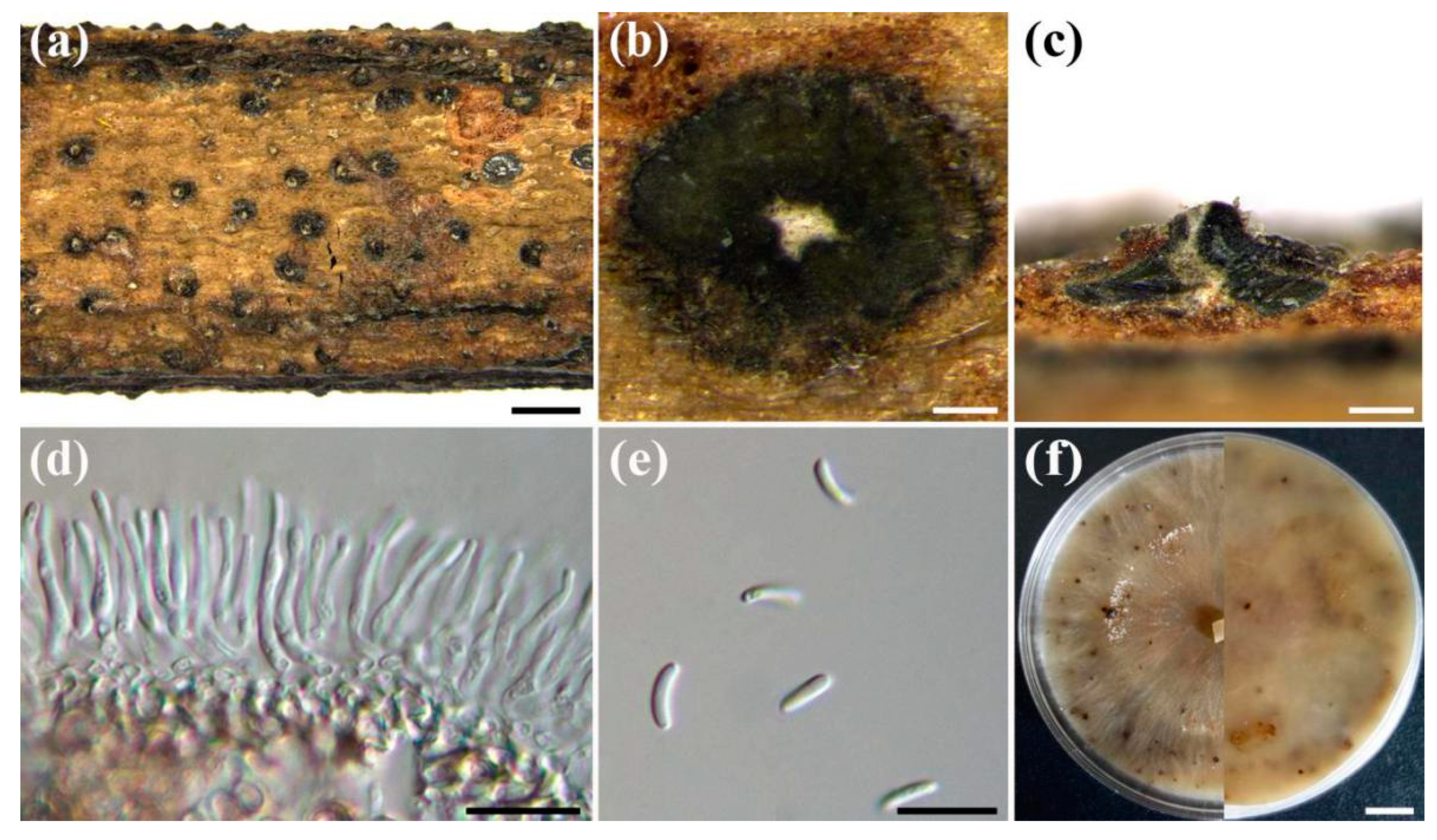 Forests 11 00524 g003 Forests 11 00524 g003