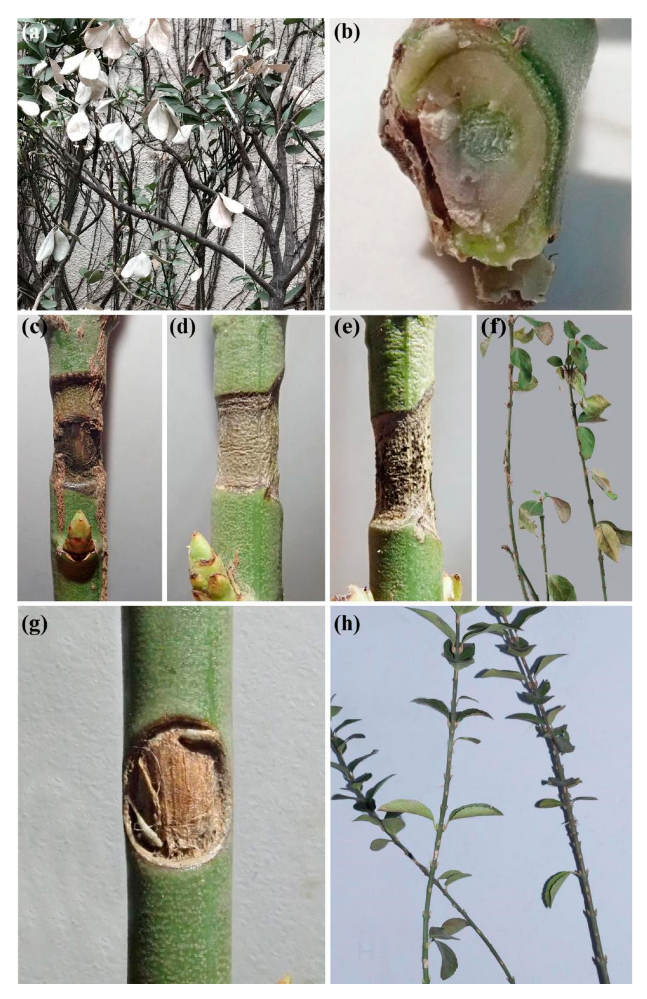 Forests 11 00524 g004 Forests 11 00524 g004