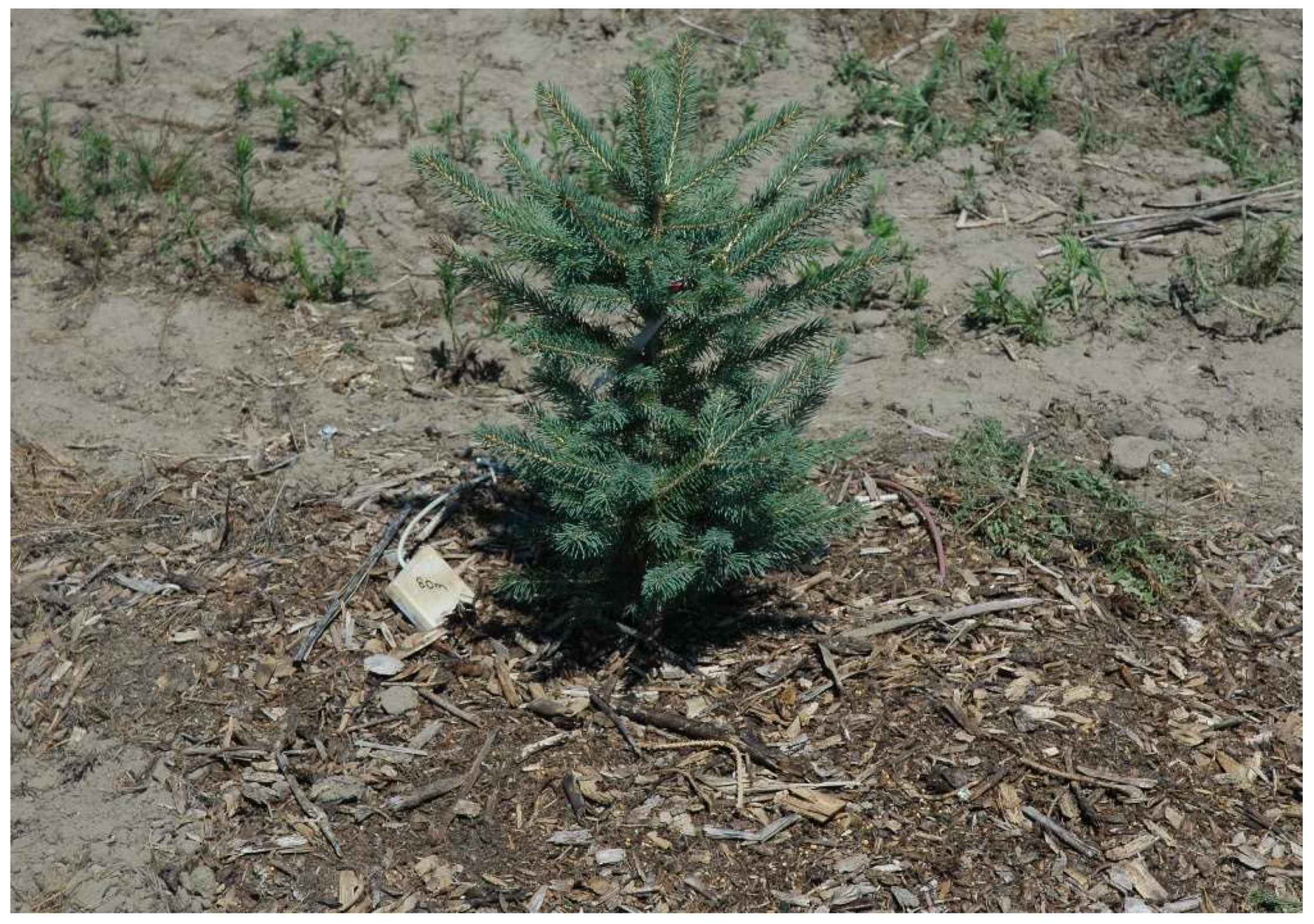 Forests 11 00554 g003