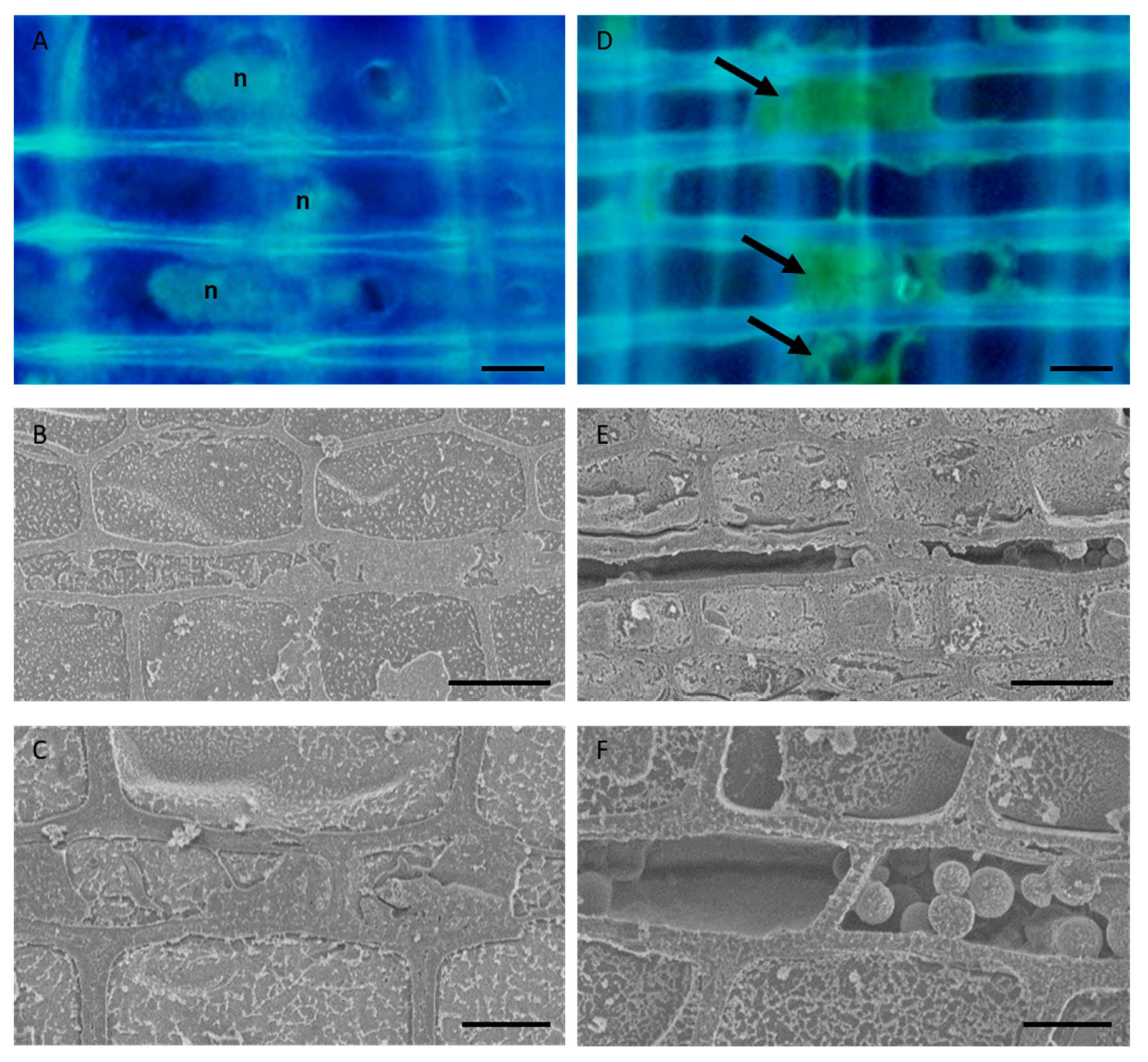 Forests 11 00562 g001