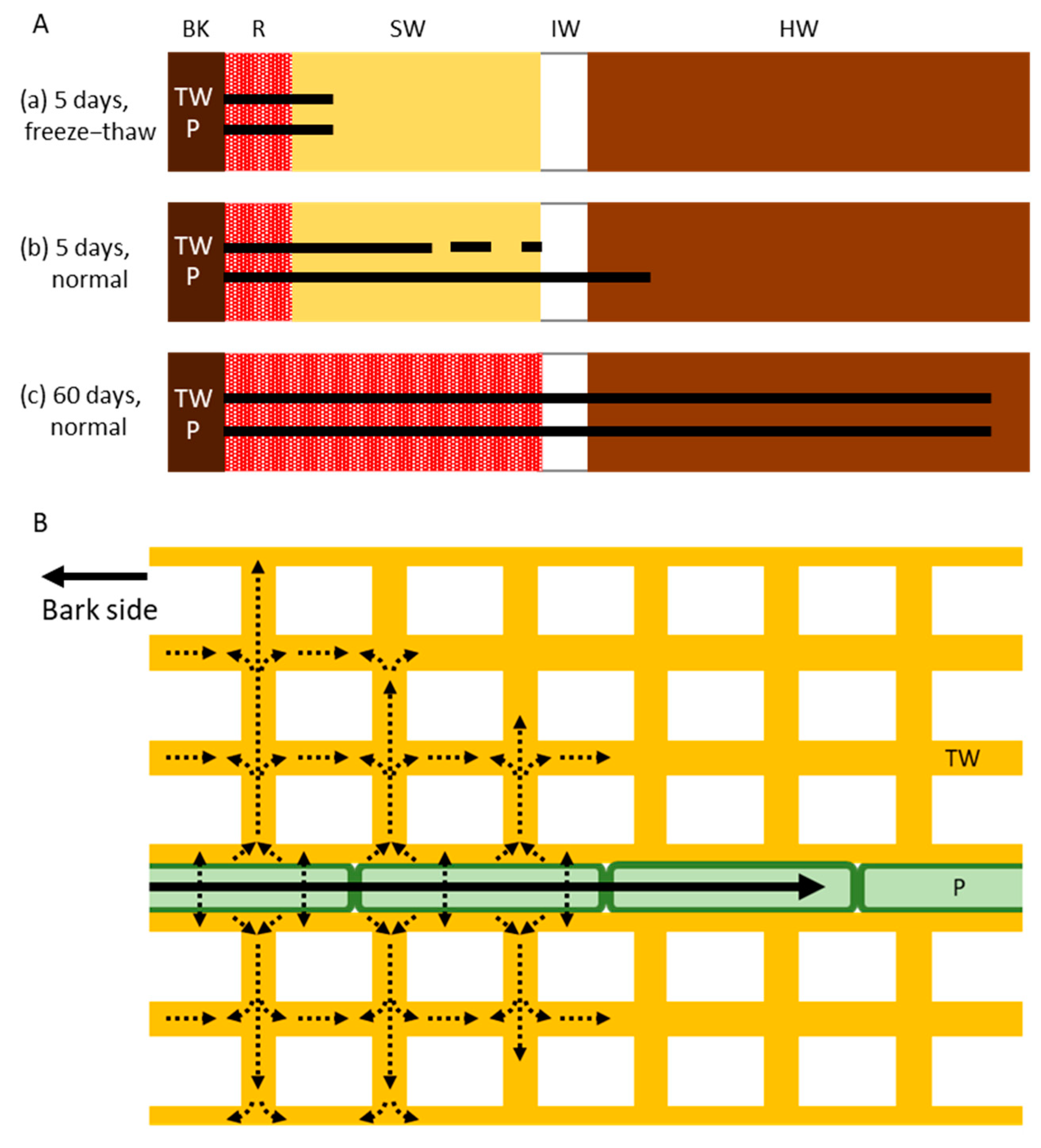 Forests 11 00562 g006