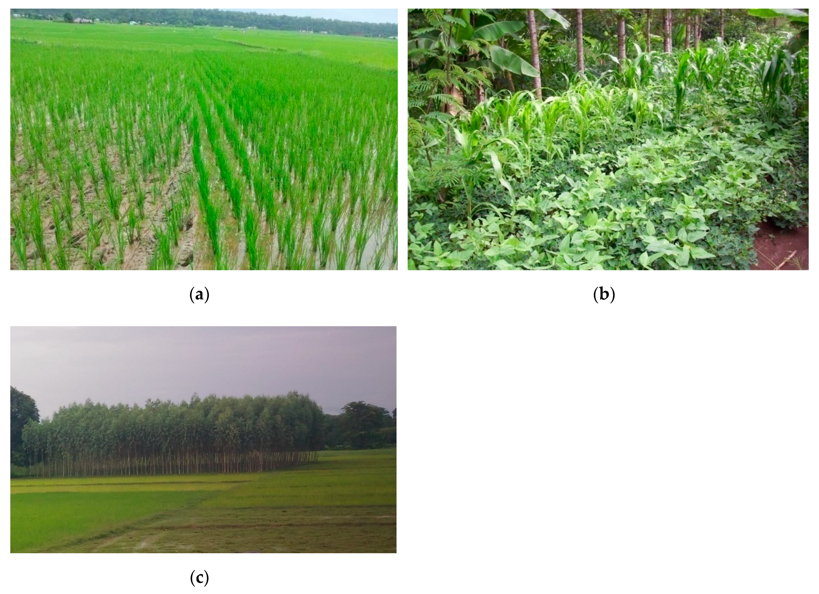 Forests 11 00565 g002 Forests 11 00565 g002