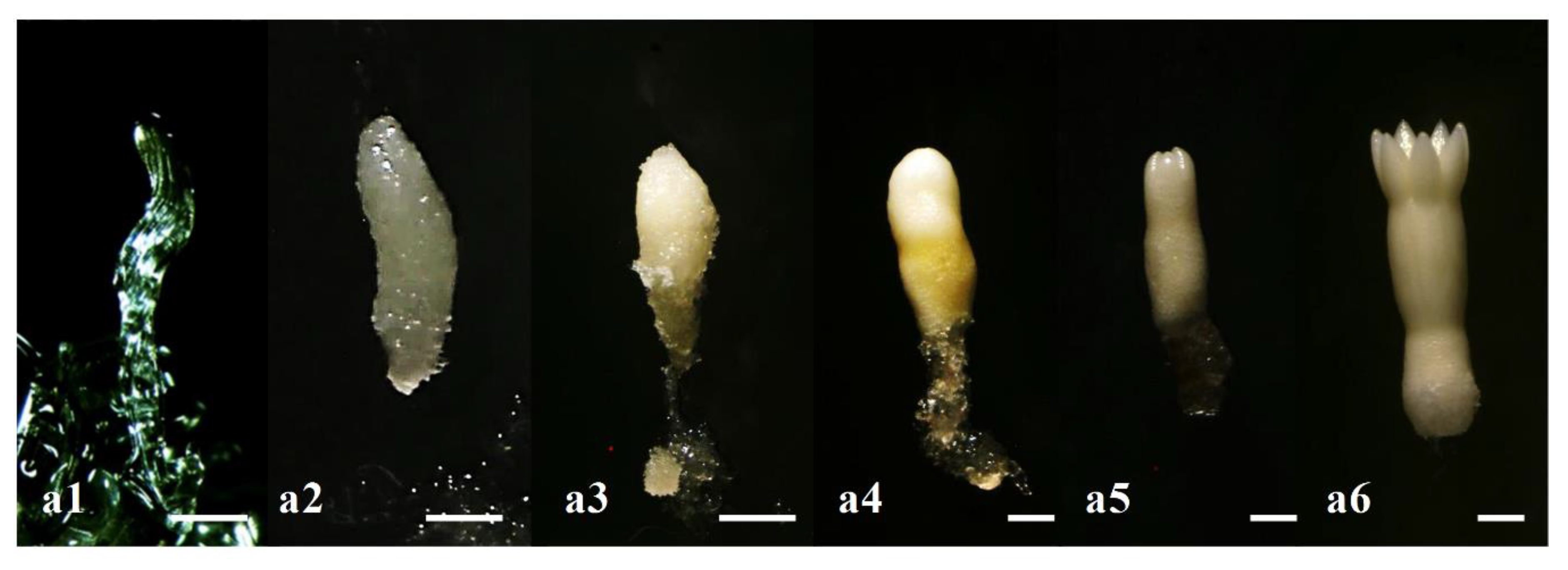Forests 11 00577 g003